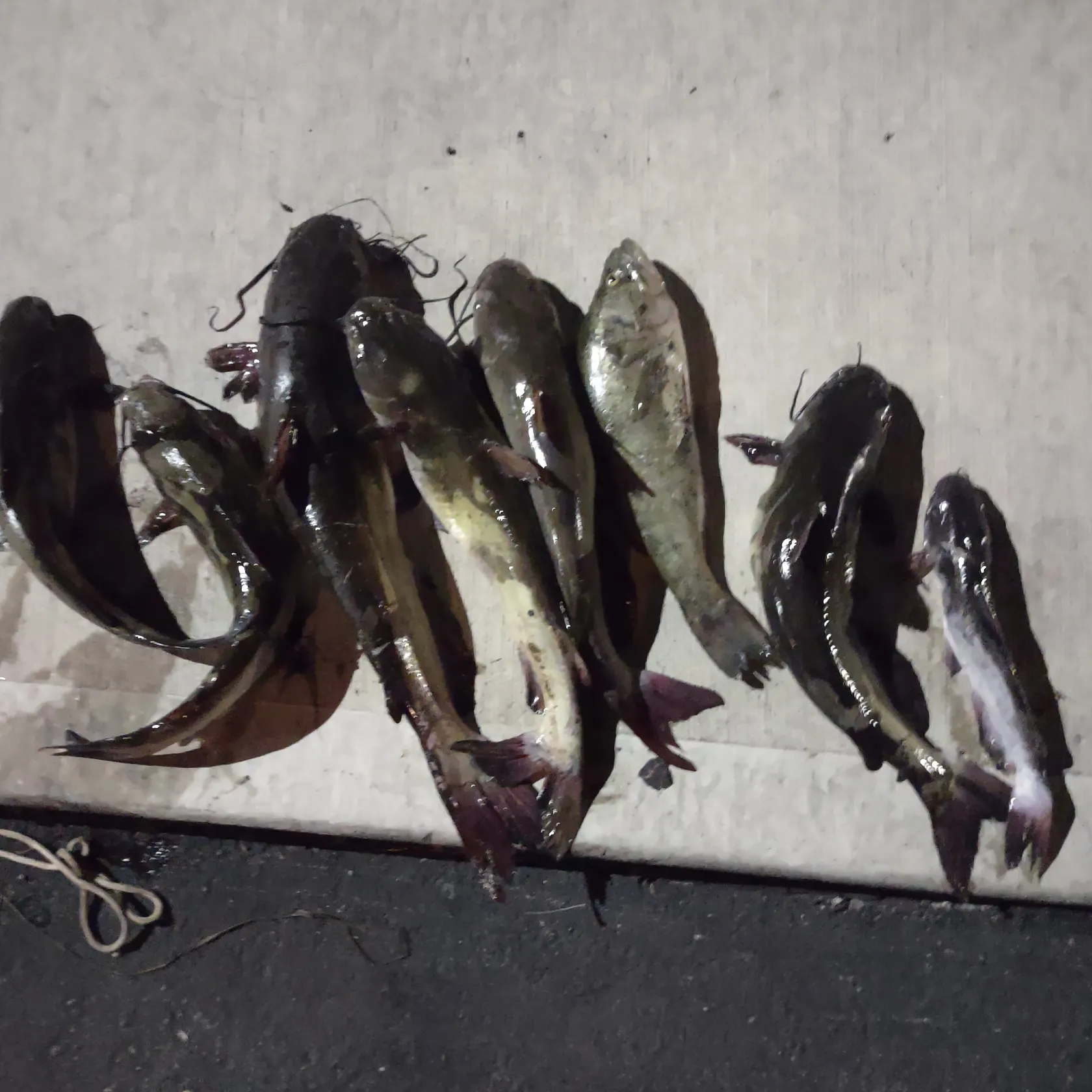 recently logged catches