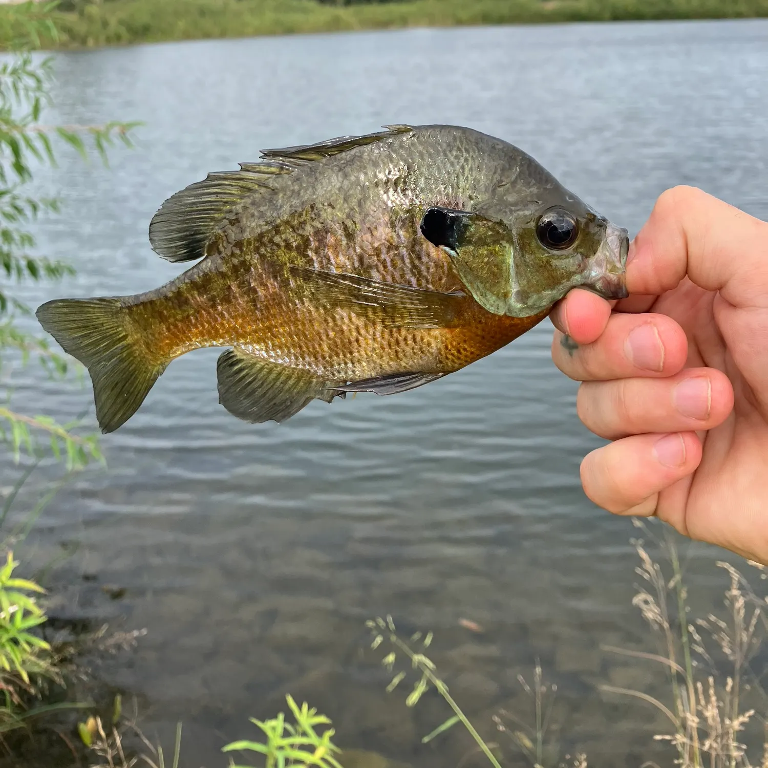 Bluegill caught on Fishbrain