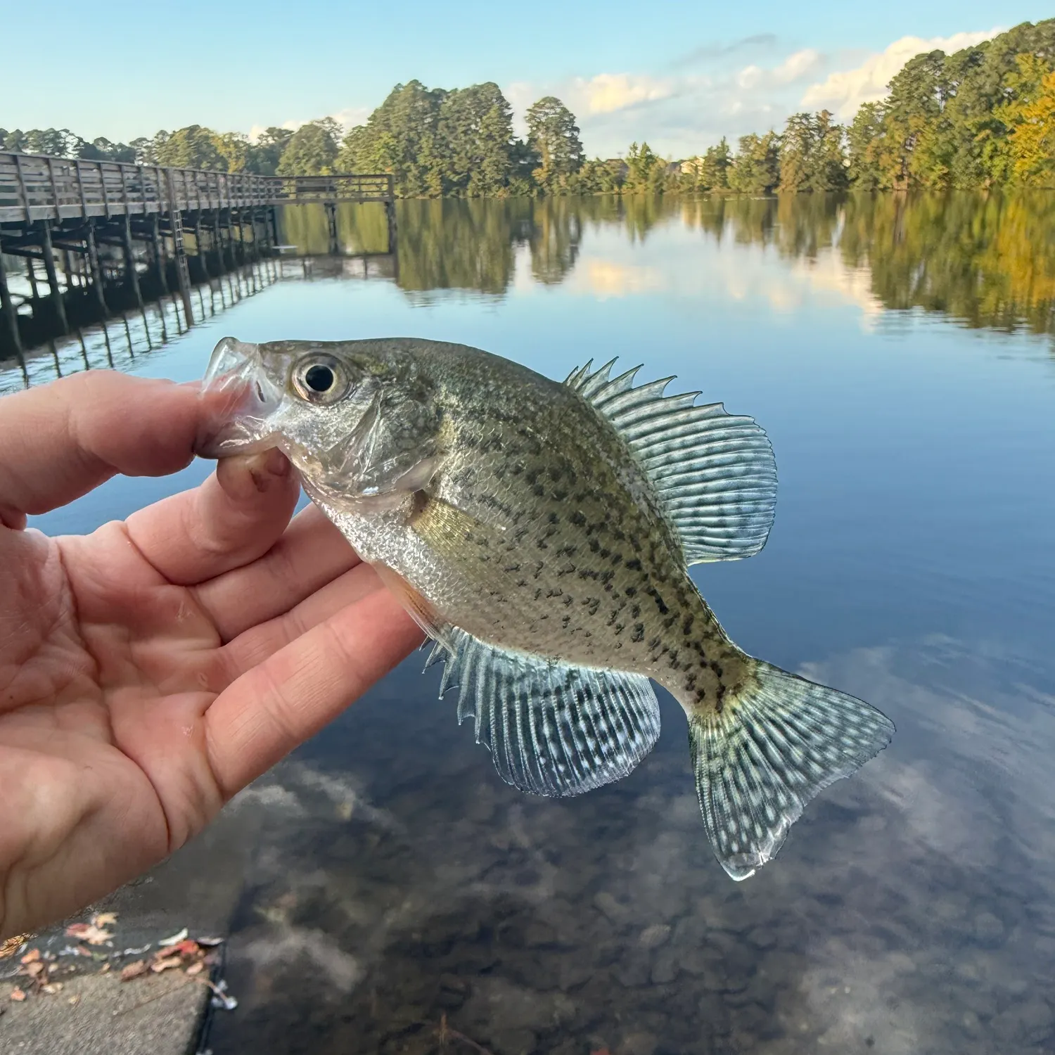 Black crappie caught on Fishbrain