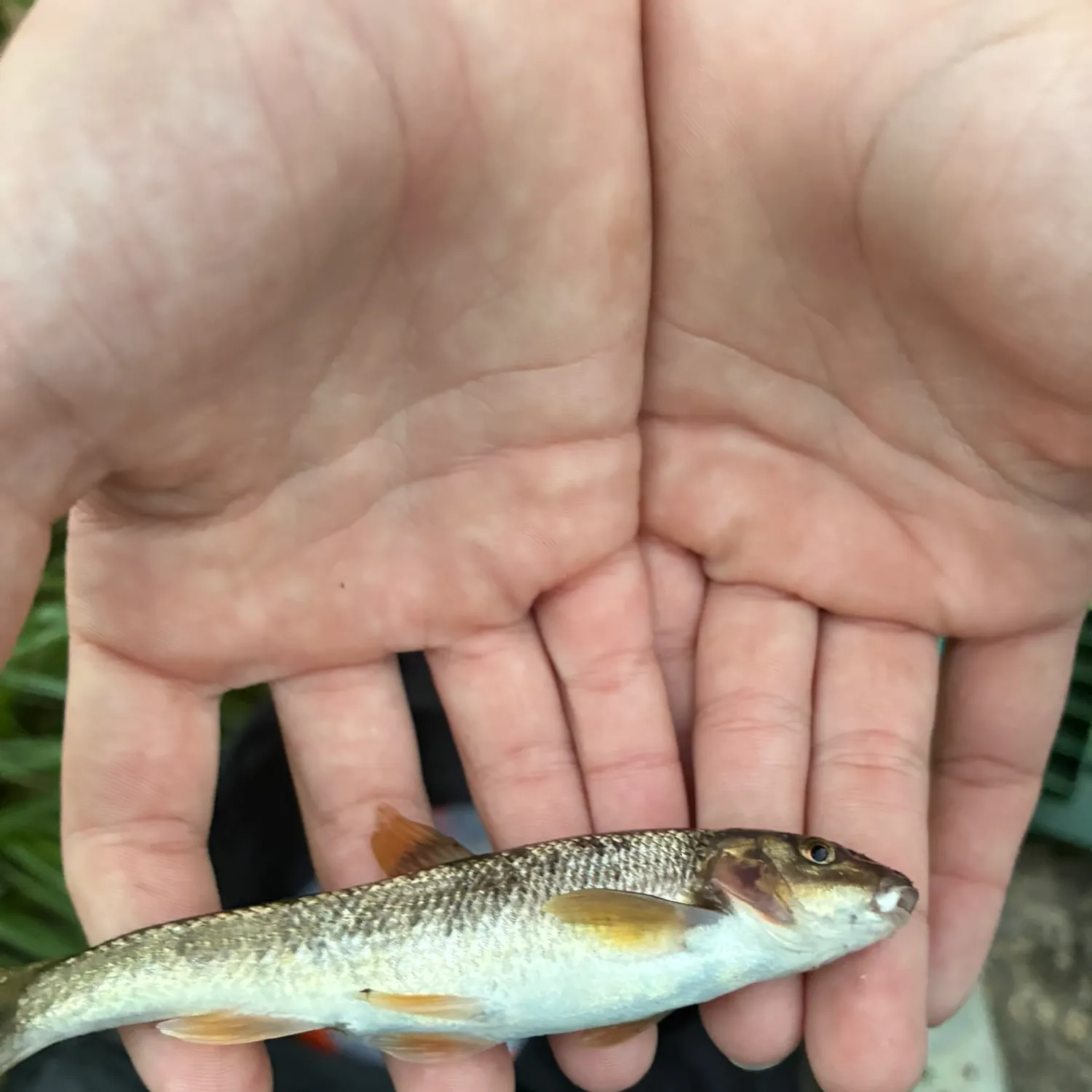 Northern hogsucker caught on Fishbrain