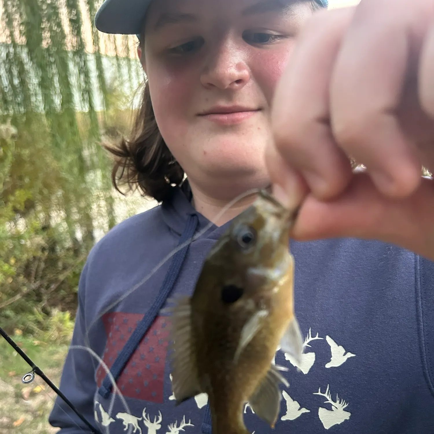 Greengill hybrid caught on Fishbrain