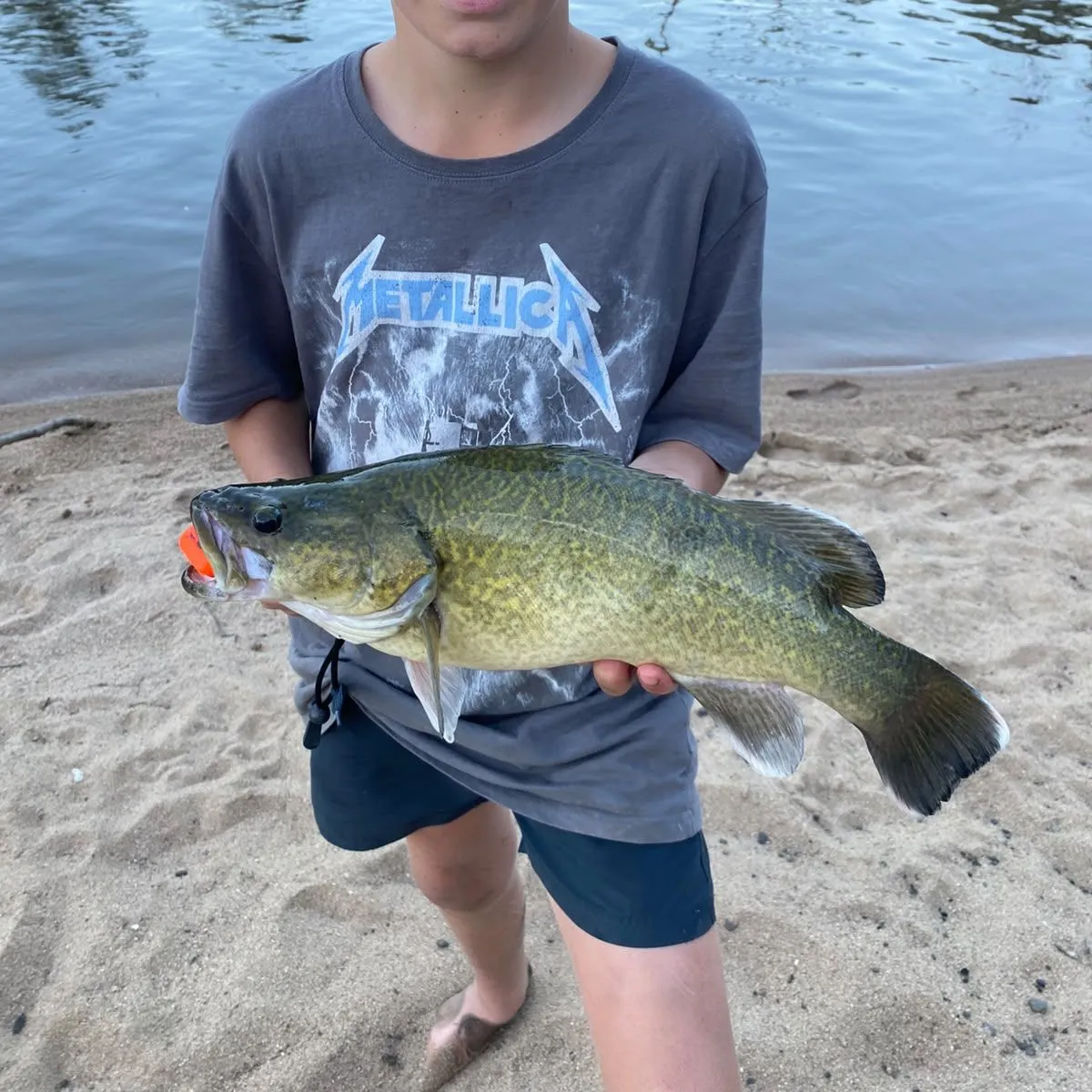 Murray cod caught on Fishbrain