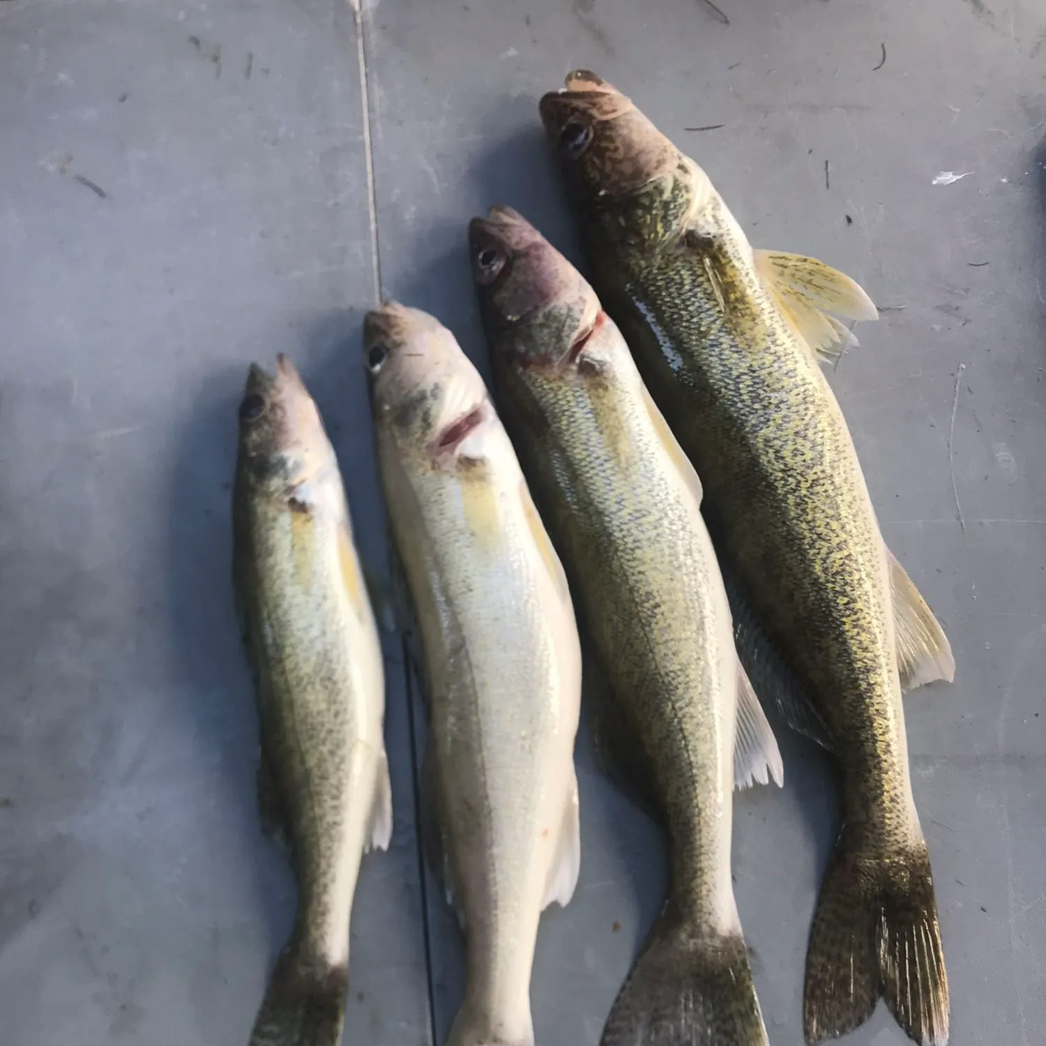 recently logged catches