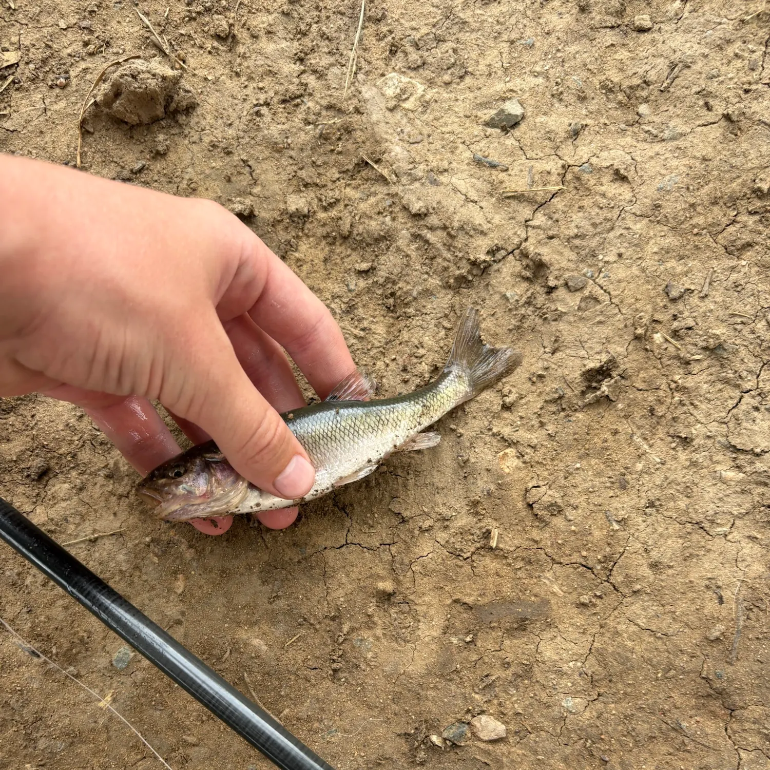 Creek chub caught on Fishbrain