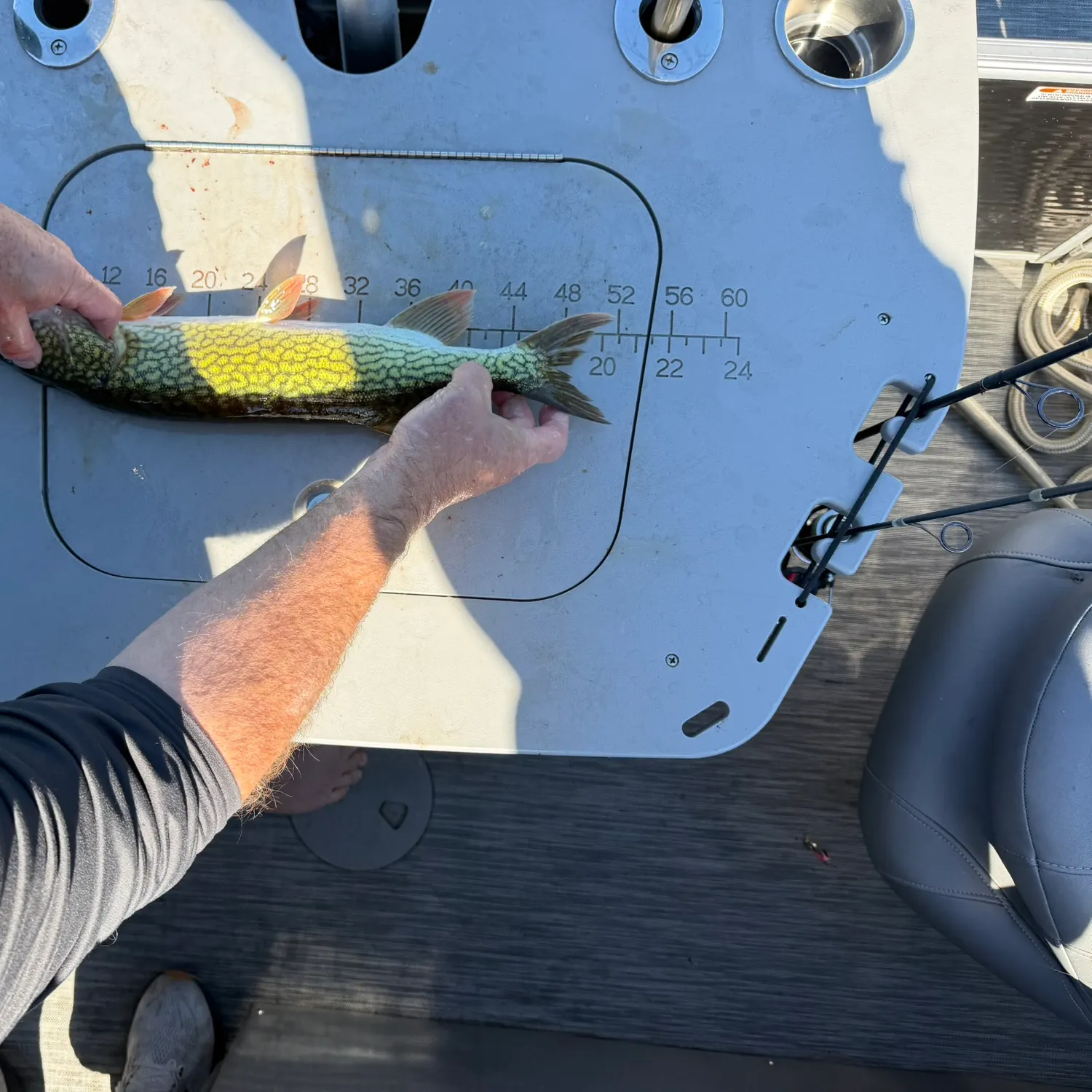 Chain pickerel caught on Fishbrain