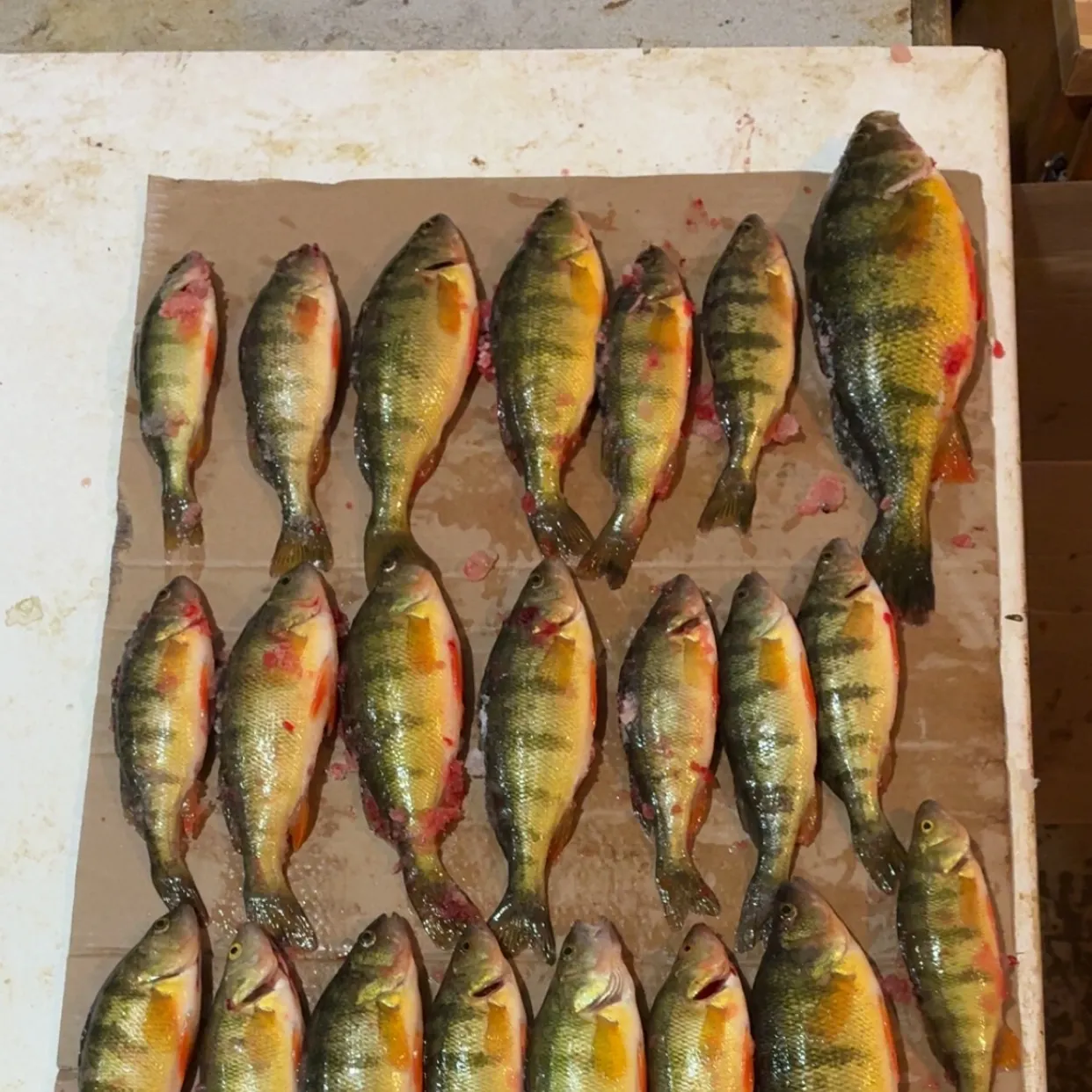 recently logged catches