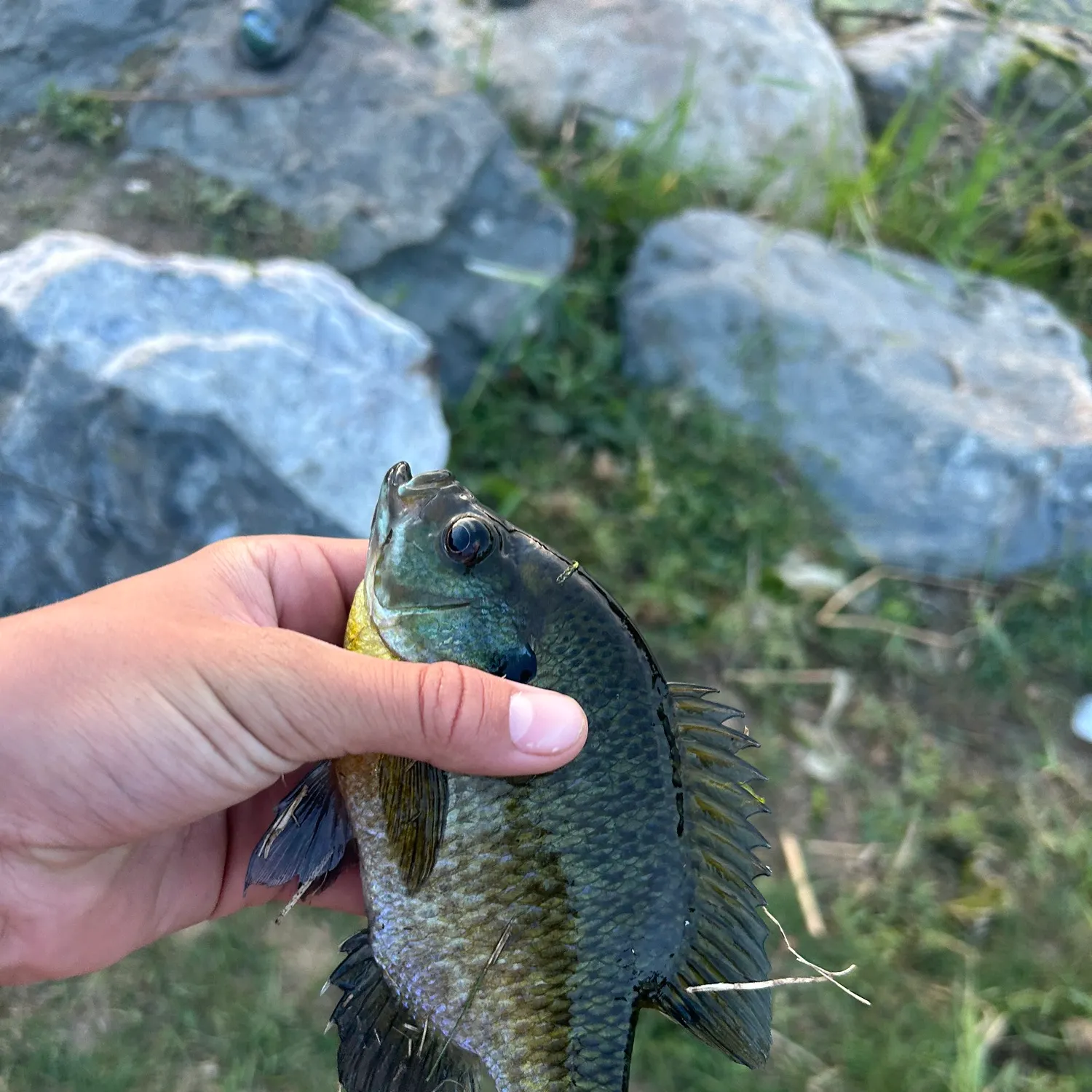 Bluegill caught on Fishbrain