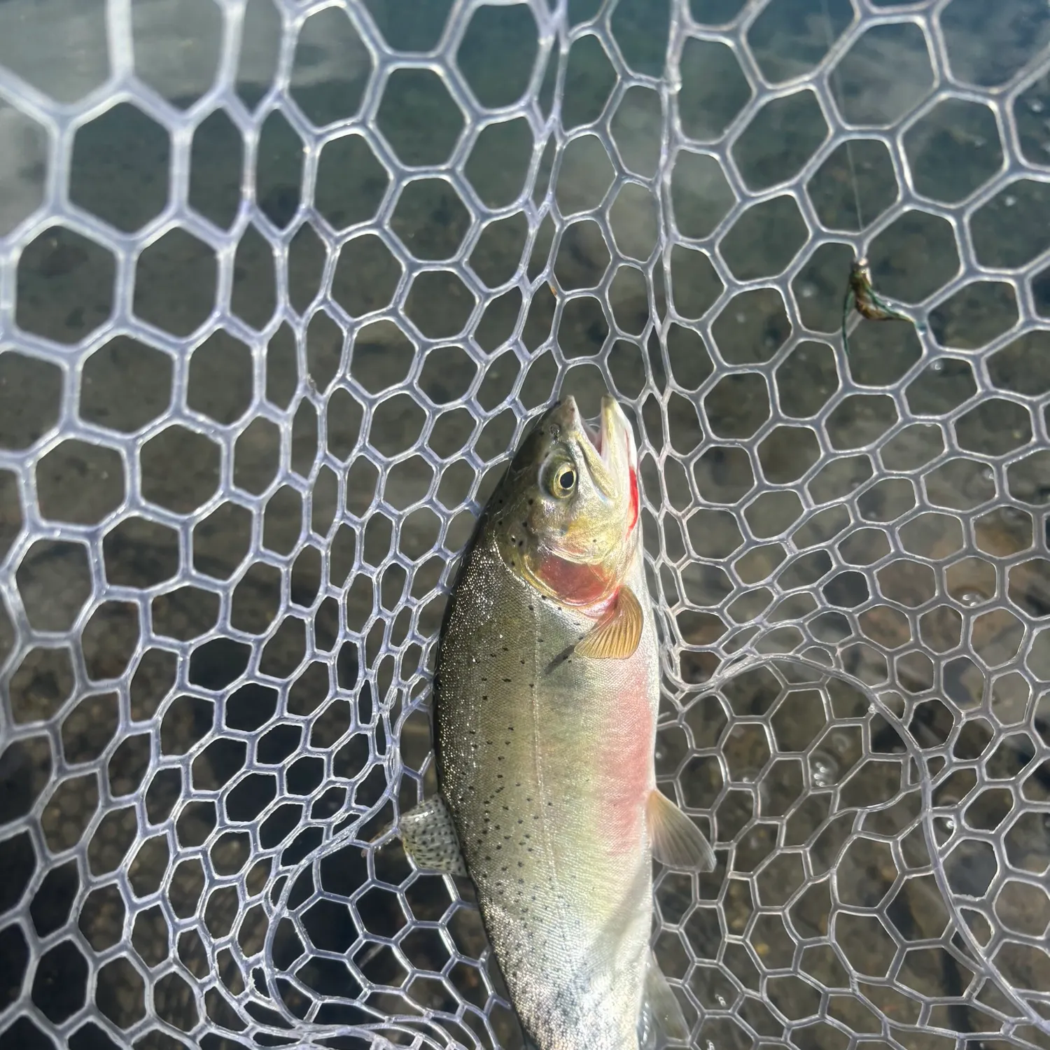 The most recent Westslope cutthroat trout catches on Fishbrain