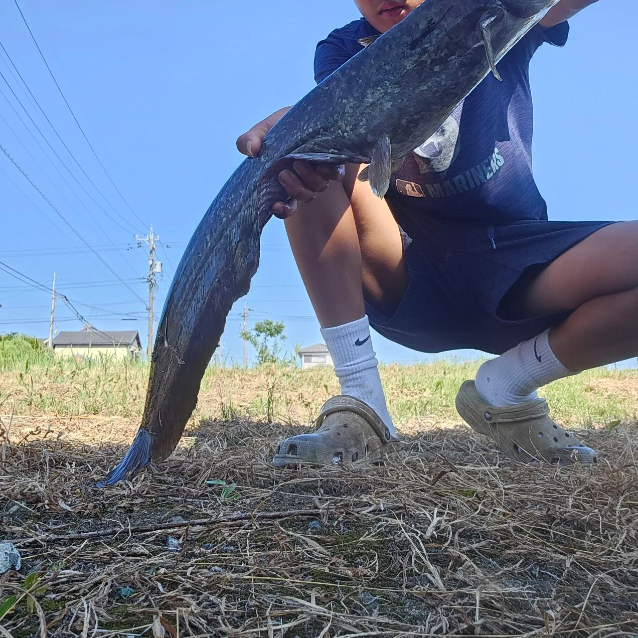 The most recent Amur catfish catches on Fishbrain