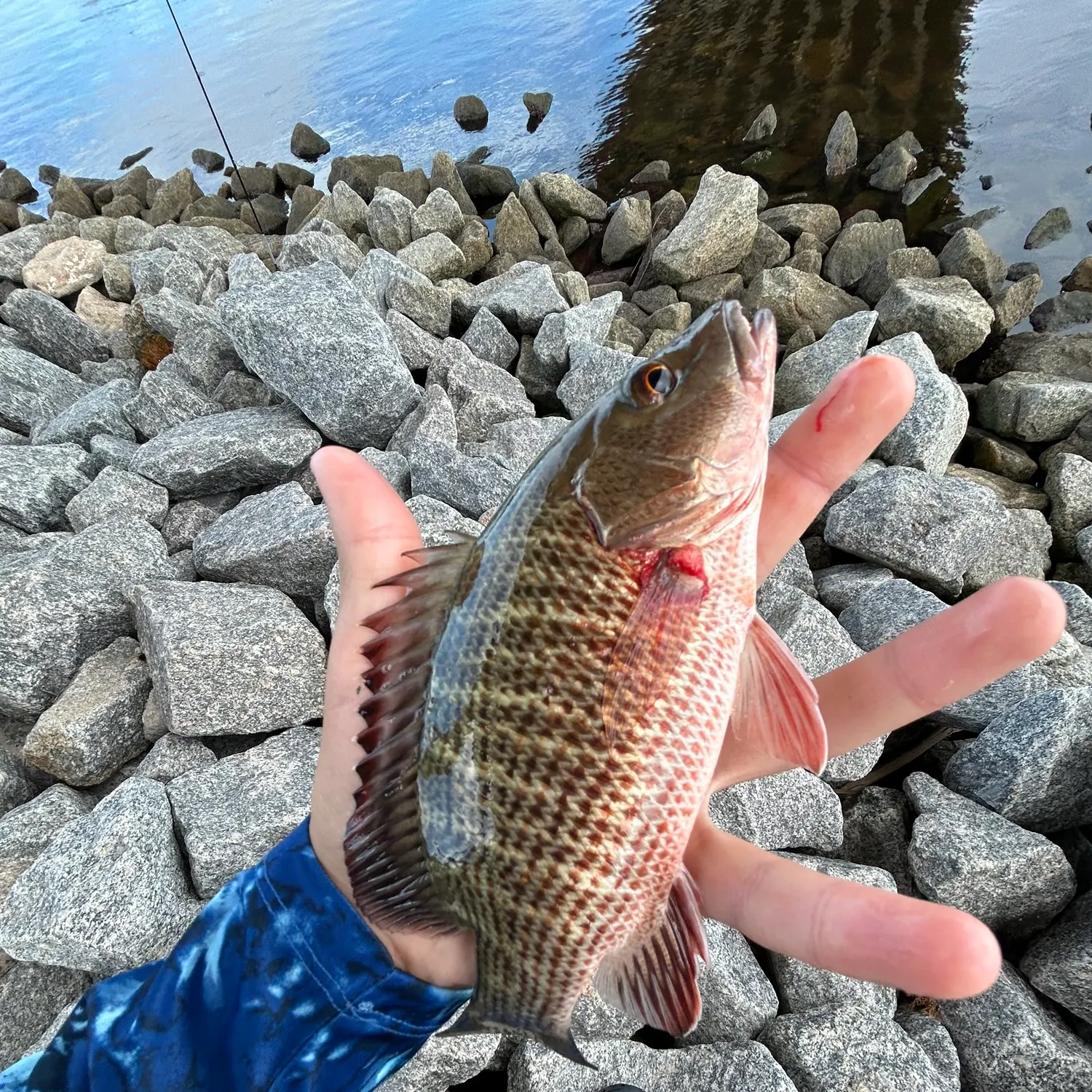 The most recent Mangrove snapper catches on Fishbrain