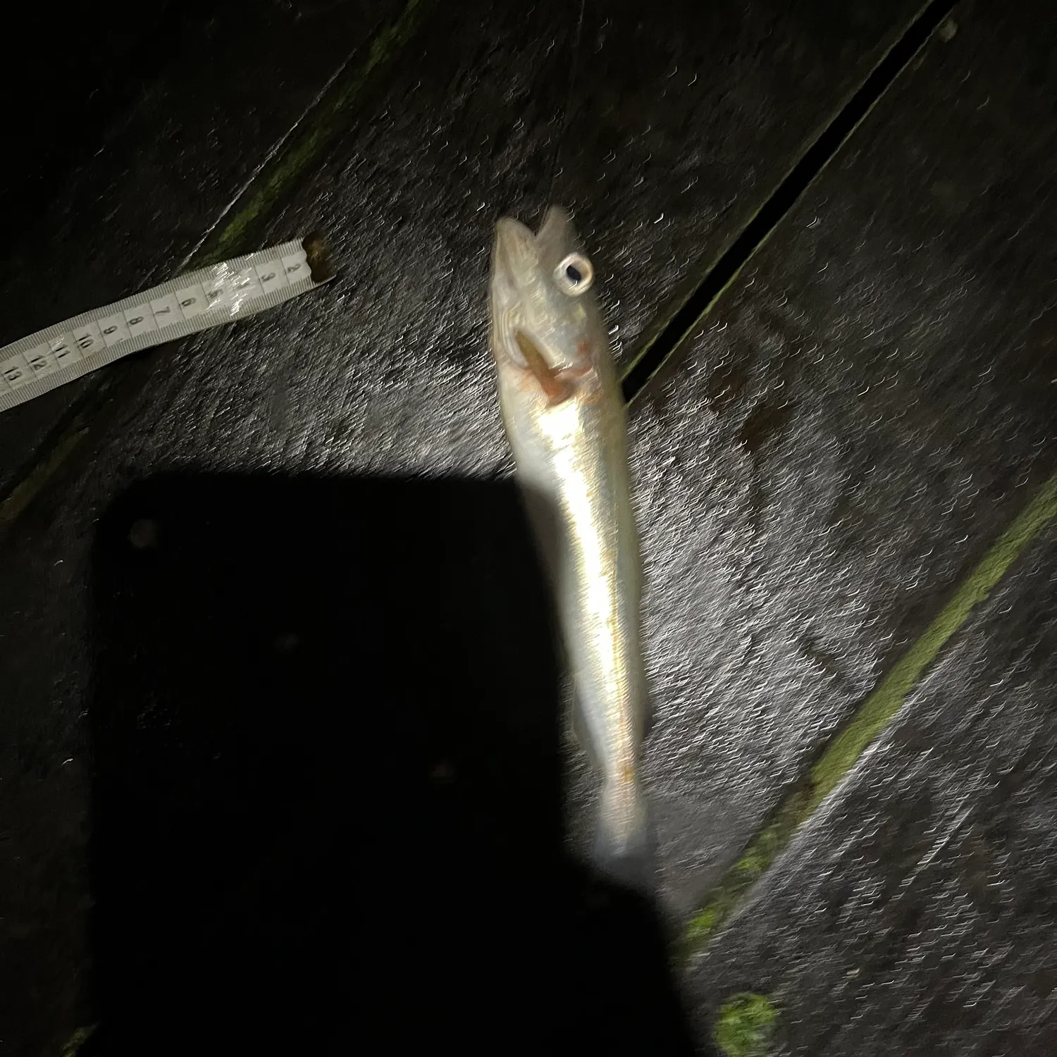 The most recent Whiting catches on Fishbrain