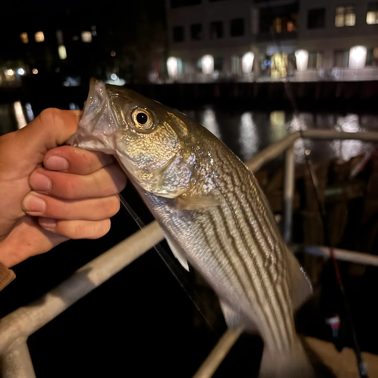 Striped bass caught on Fishbrain