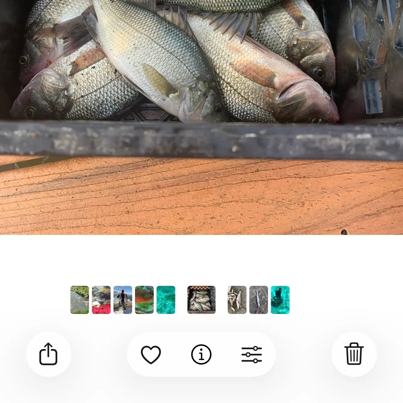 recently logged catches