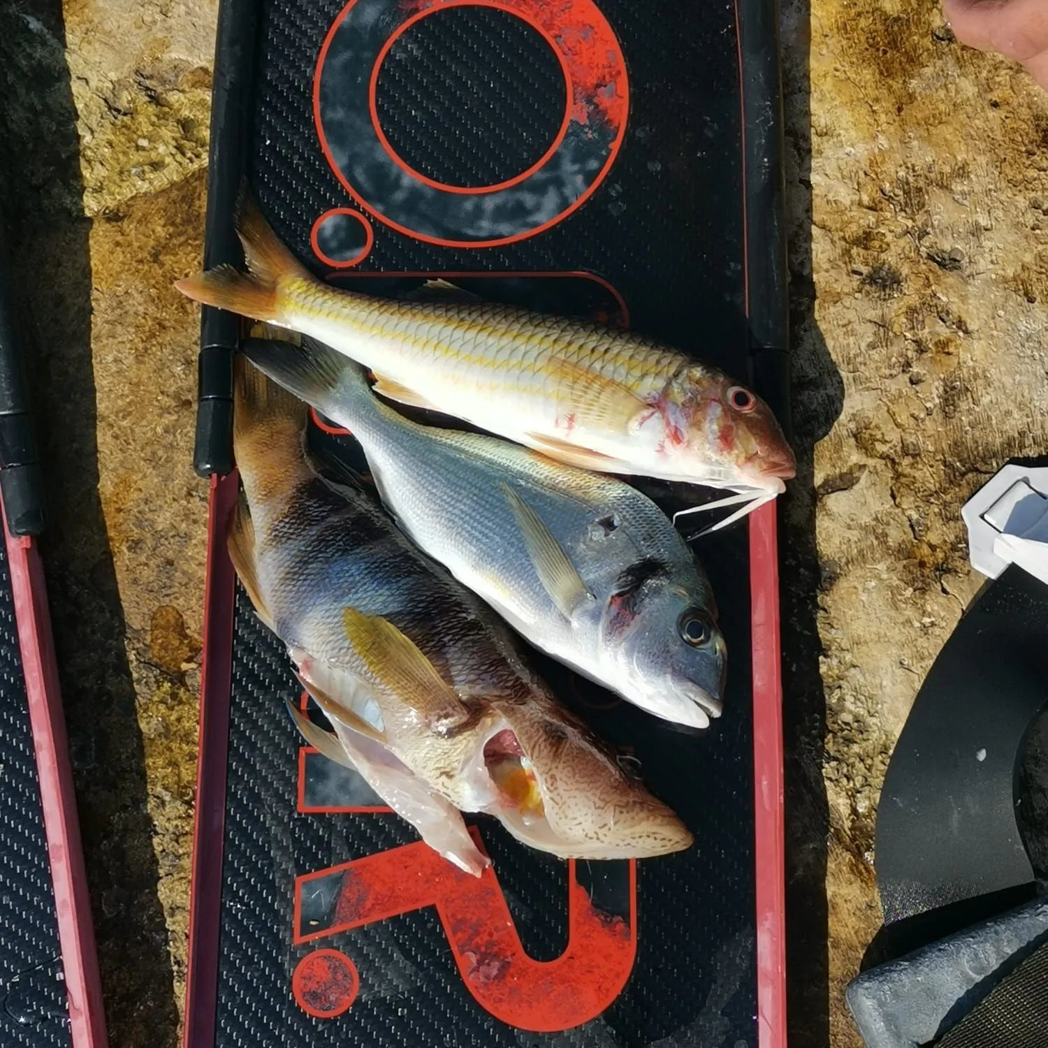 The most recent Striped red mullet catches on Fishbrain