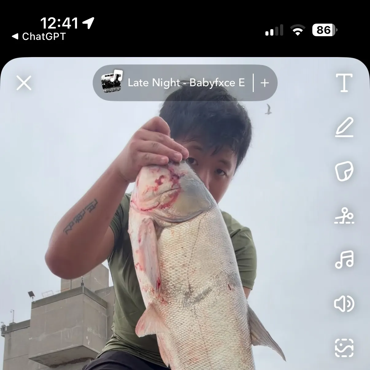 Bighead carp caught on Fishbrain