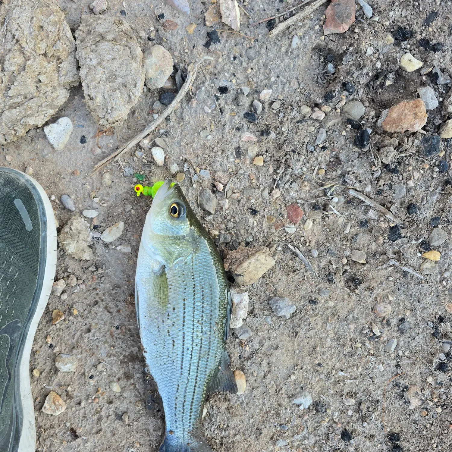 White bass caught on Fishbrain