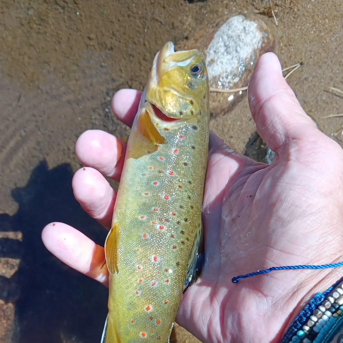 Lake trout caught on Fishbrain
