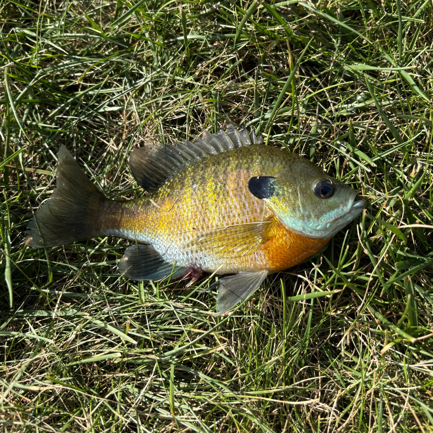 Bluegill caught on Fishbrain