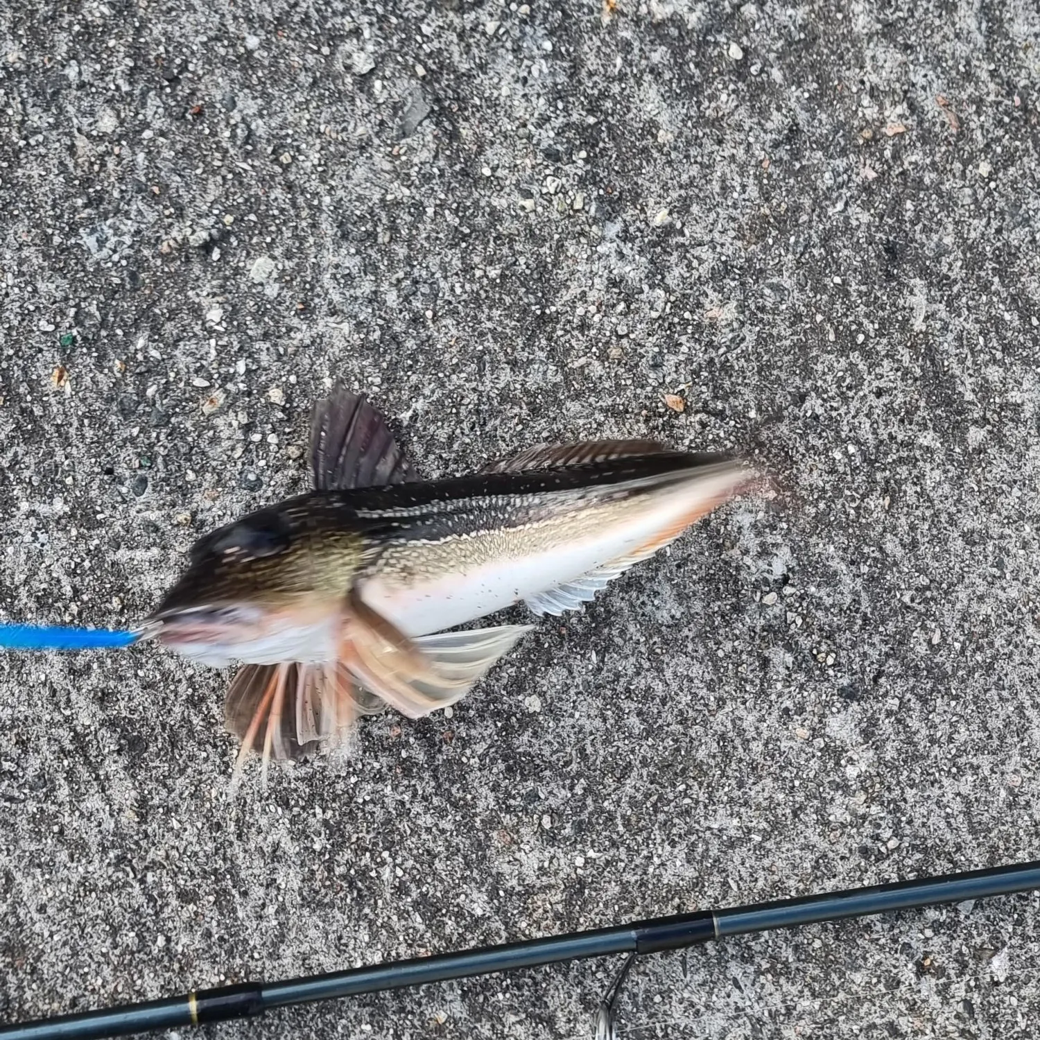 The most recent Grey gurnard catches on Fishbrain