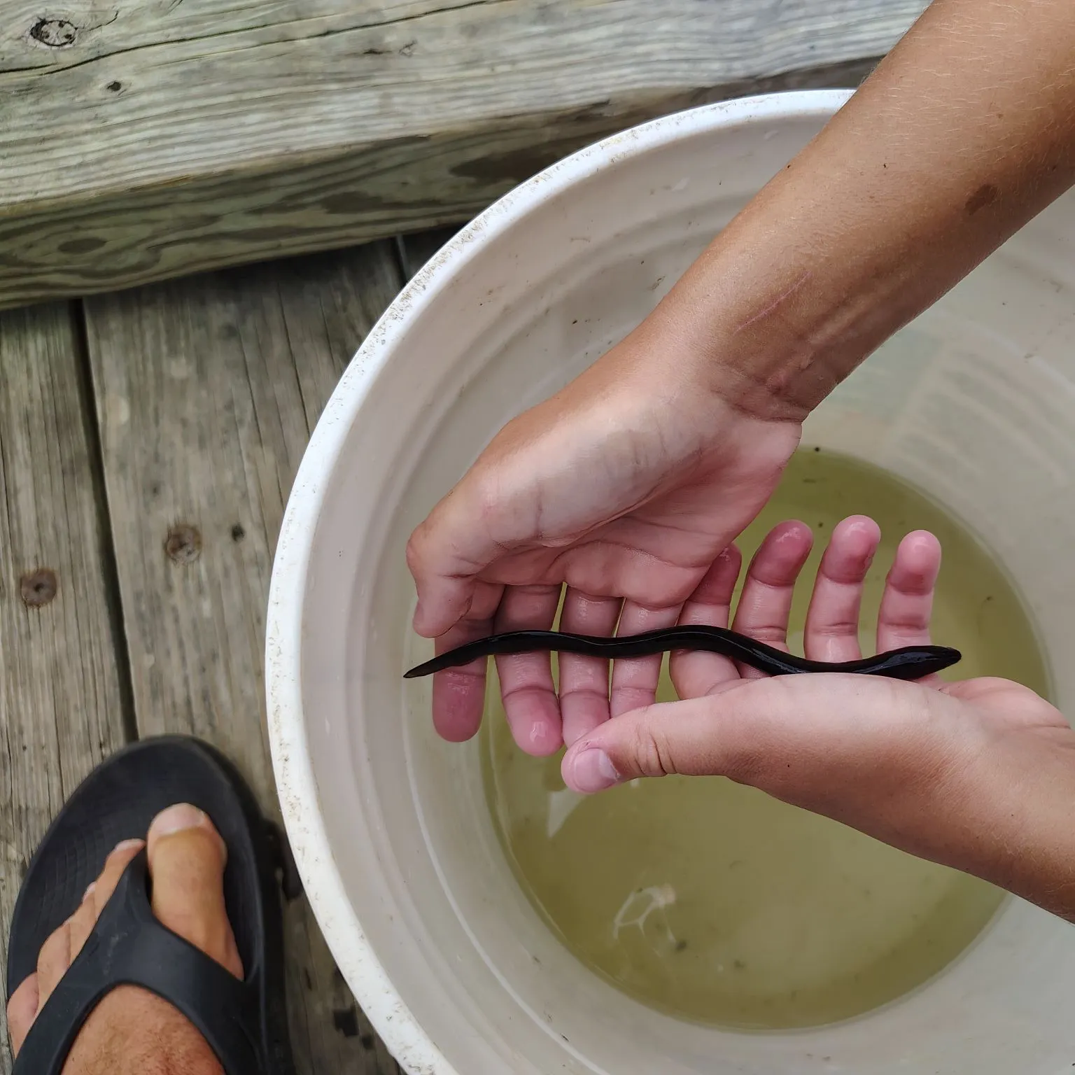 American eel caught on Fishbrain