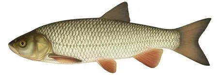 European chub