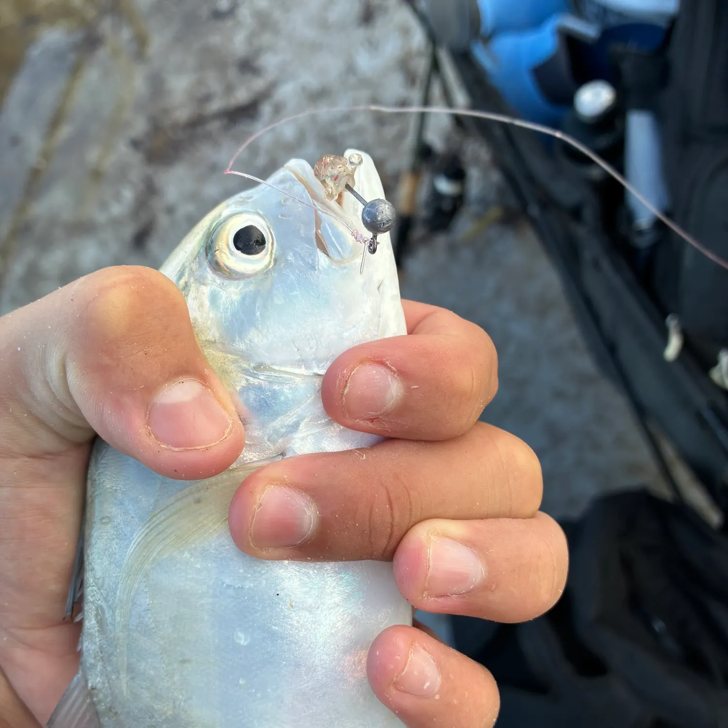Crevalle jack caught on Fishbrain