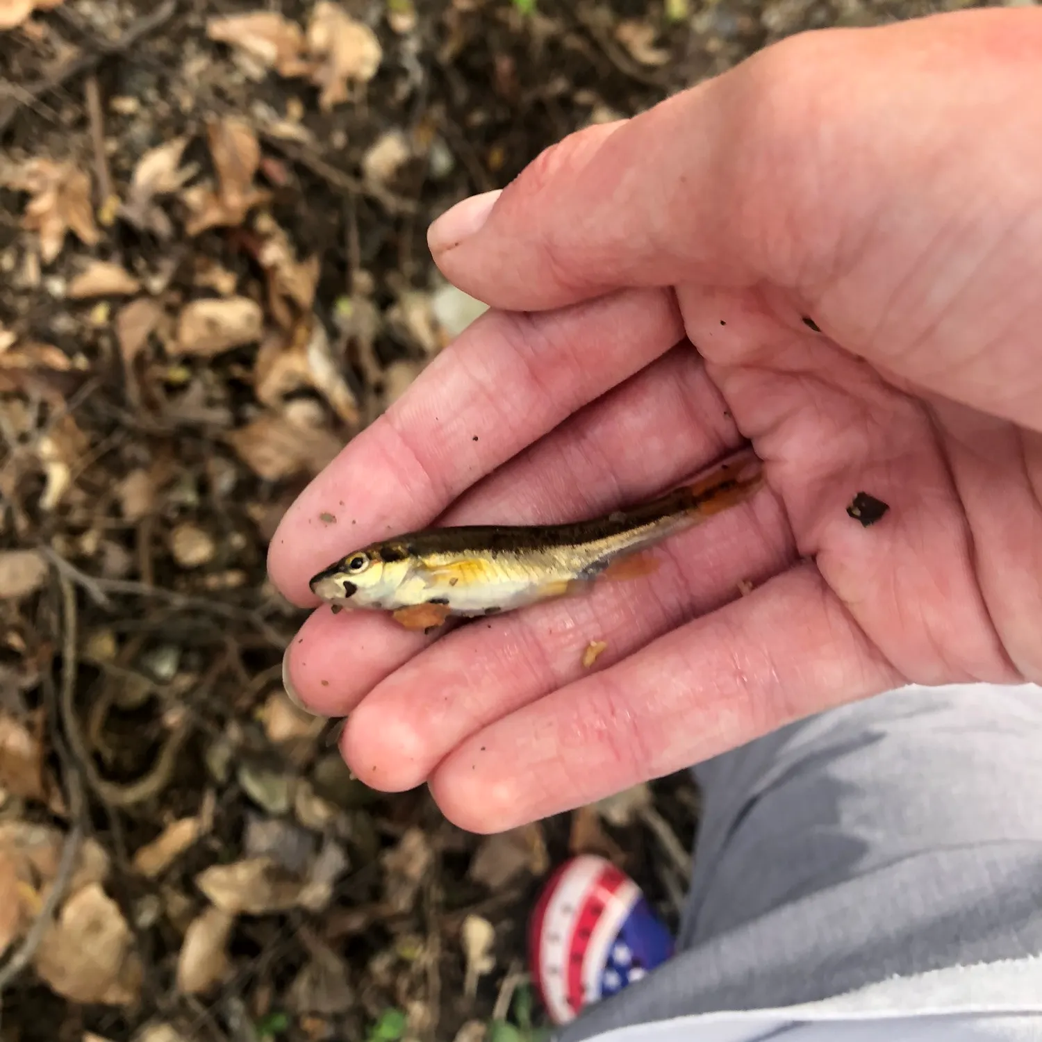 The most recent Eastern blacknose dace catches on Fishbrain