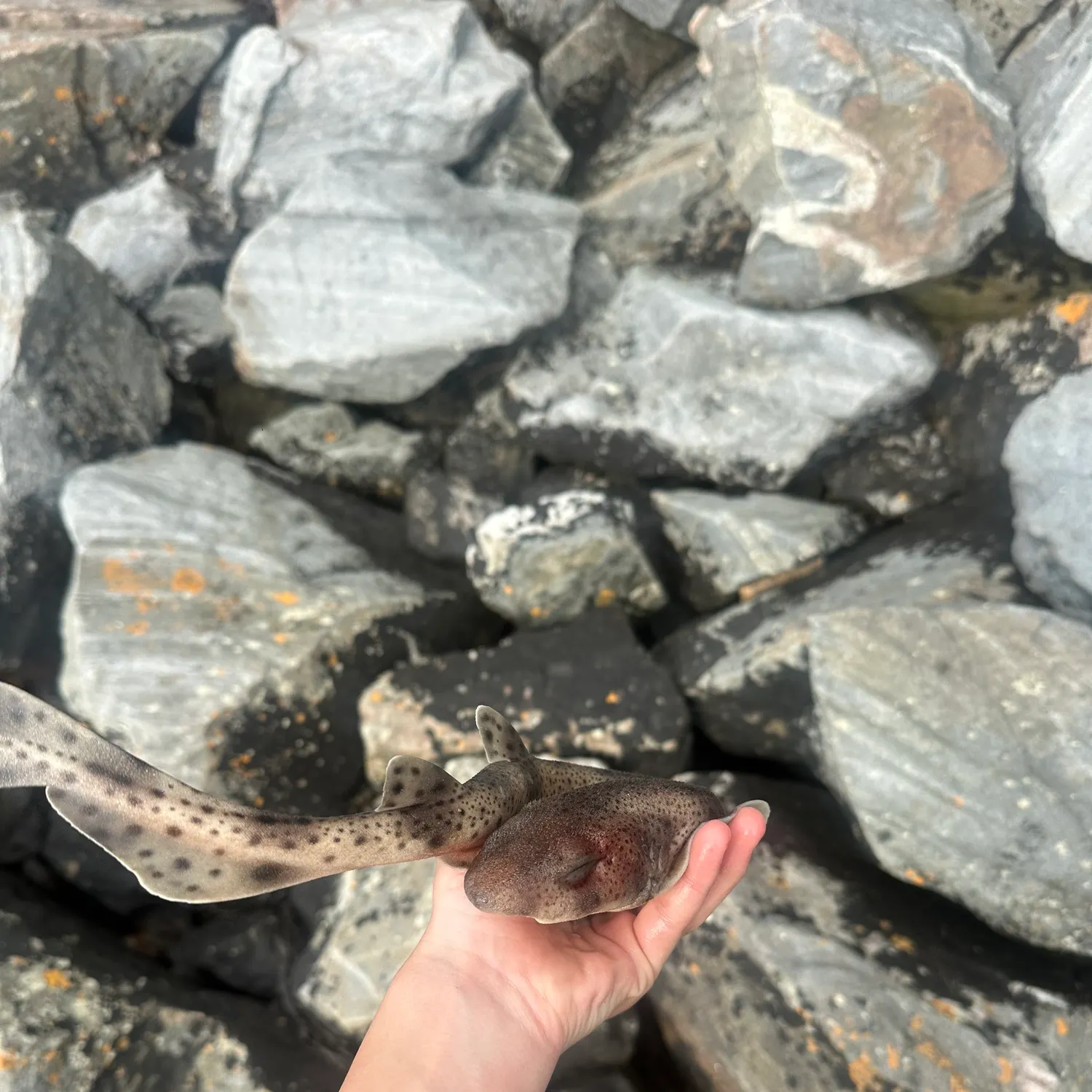 Lesser spotted dogfish caught on Fishbrain
