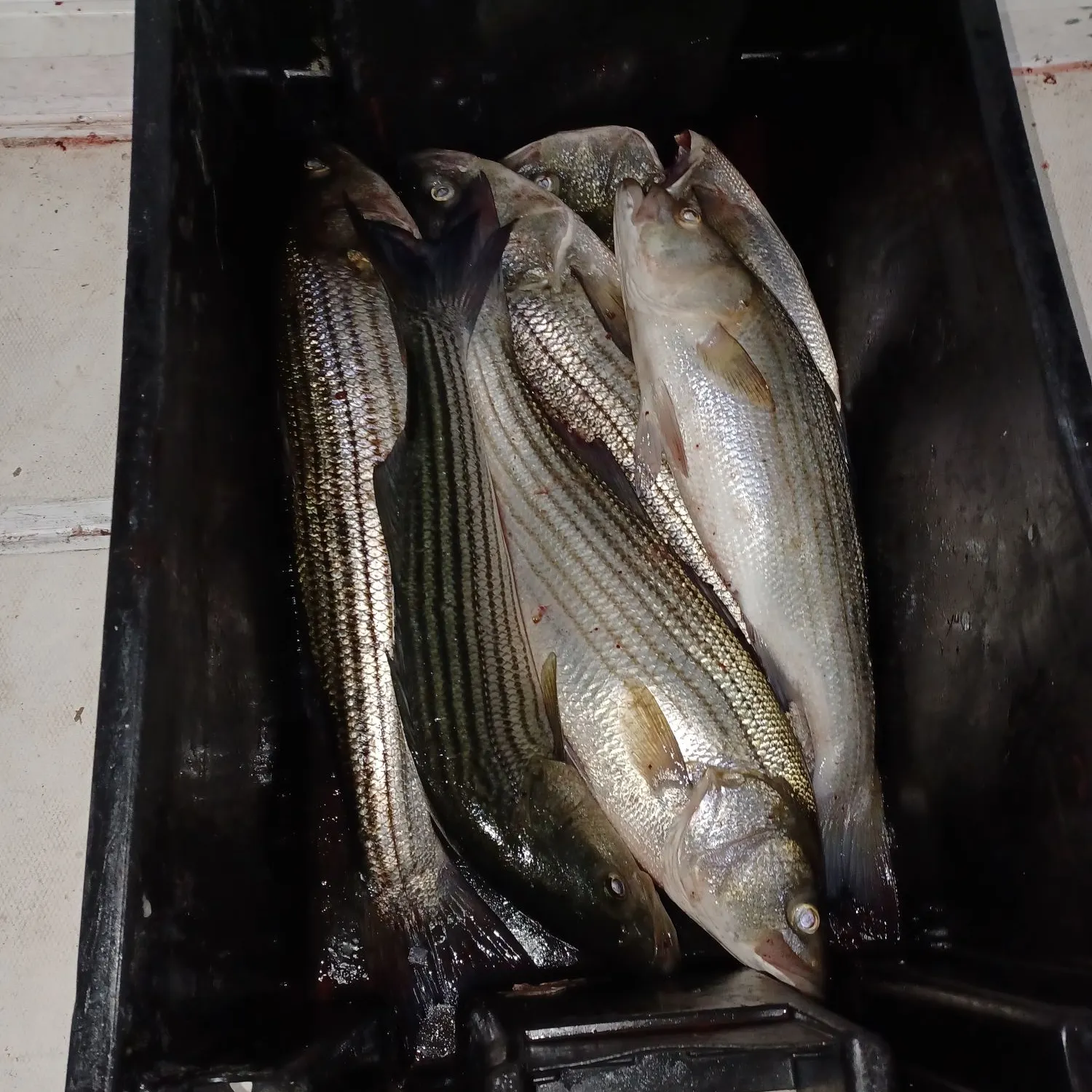 recently logged catches