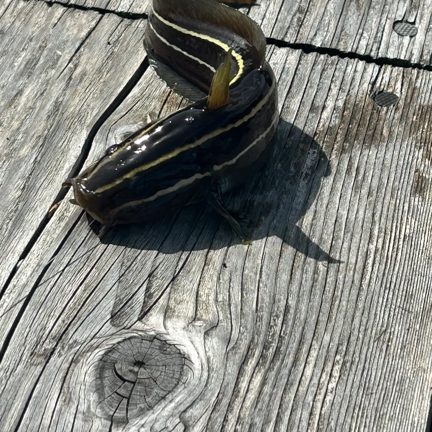 The most recent Striped eel catfish catches on Fishbrain