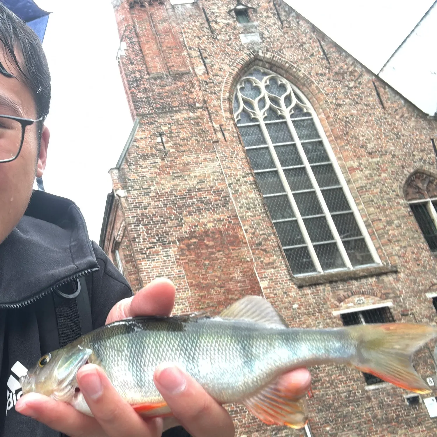 European perch caught on Fishbrain