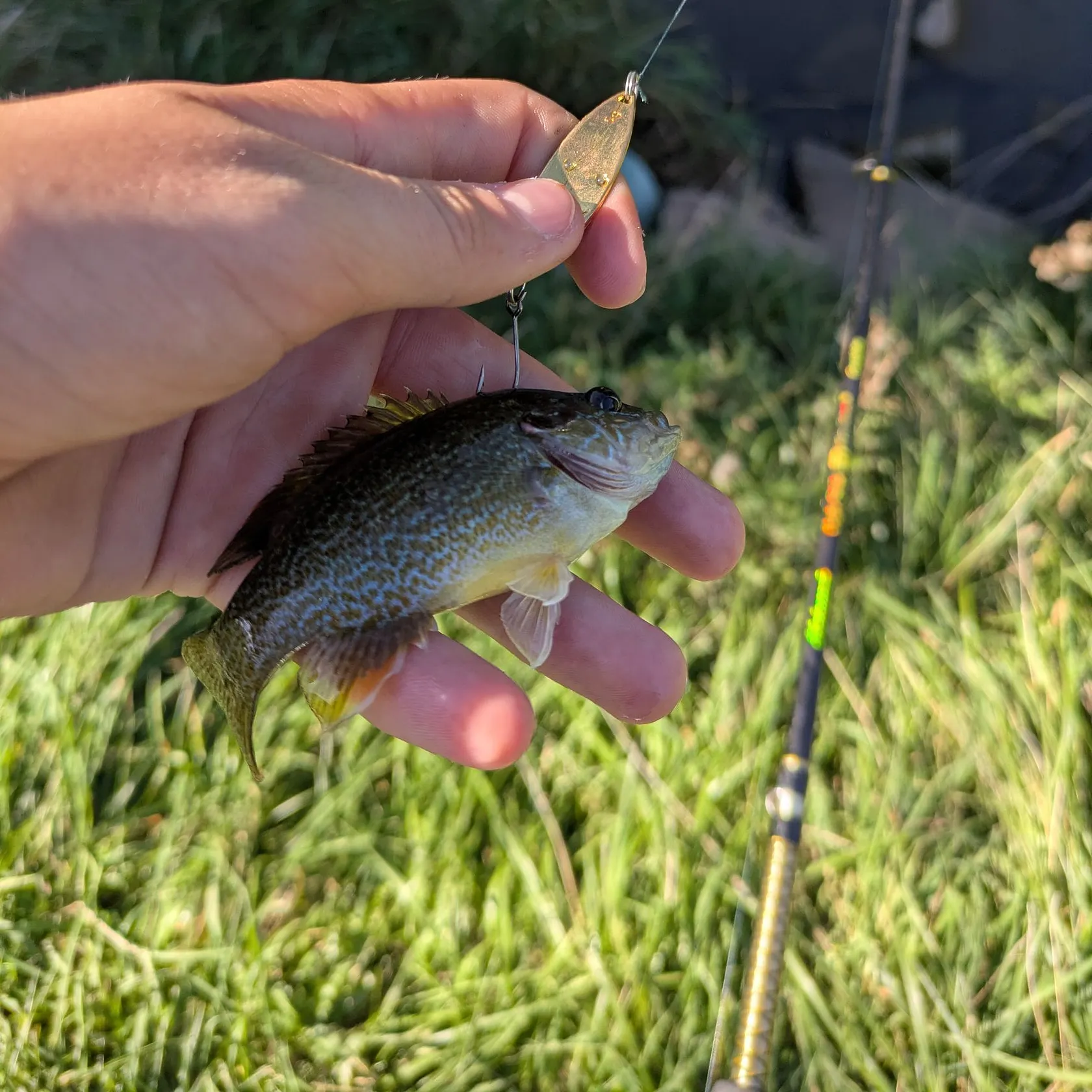 Greengill hybrid caught on Fishbrain