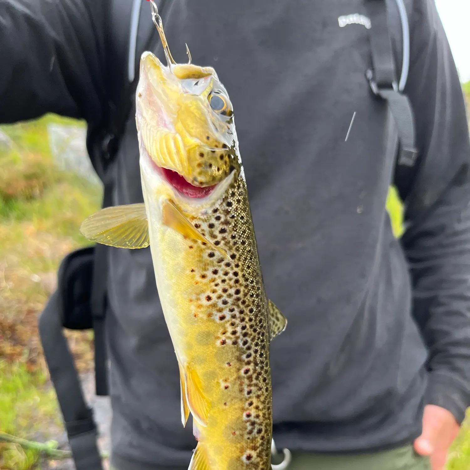 Brown trout caught on Fishbrain