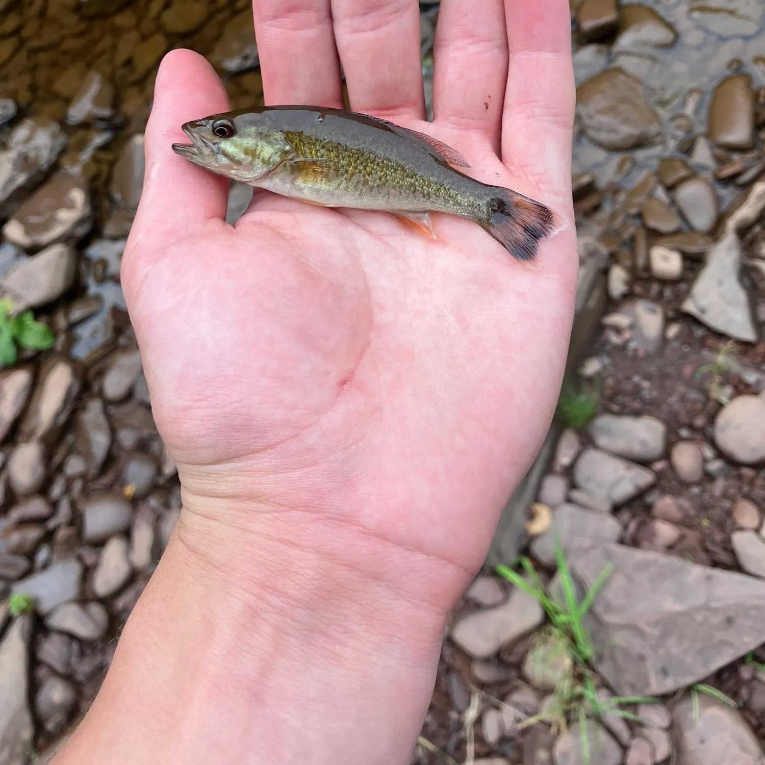 Smallmouth bass caught on Fishbrain