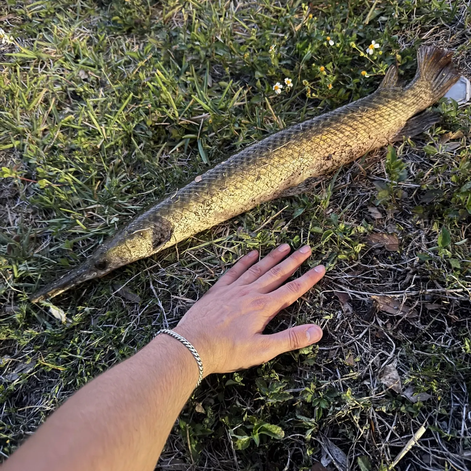 Florida gar caught on Fishbrain
