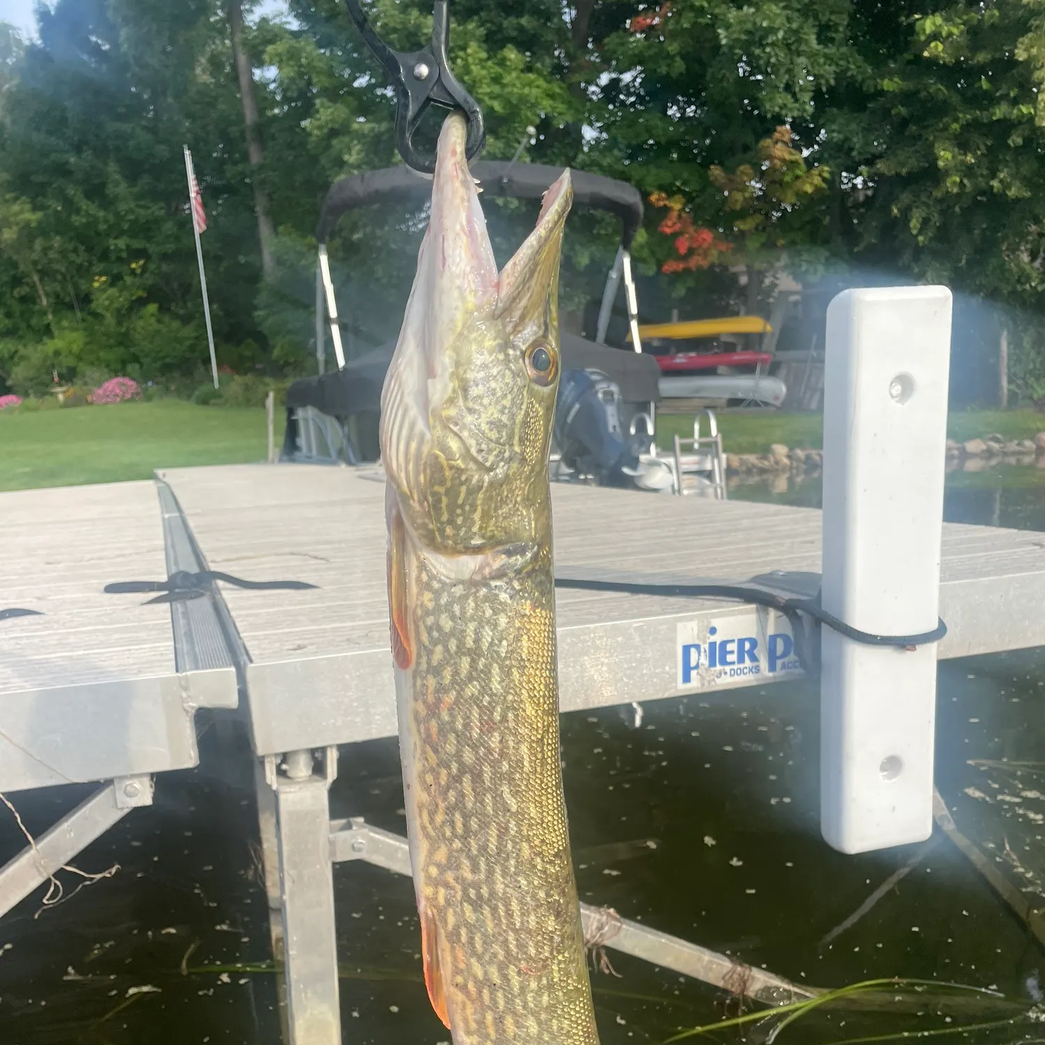 Northern pike caught on Fishbrain