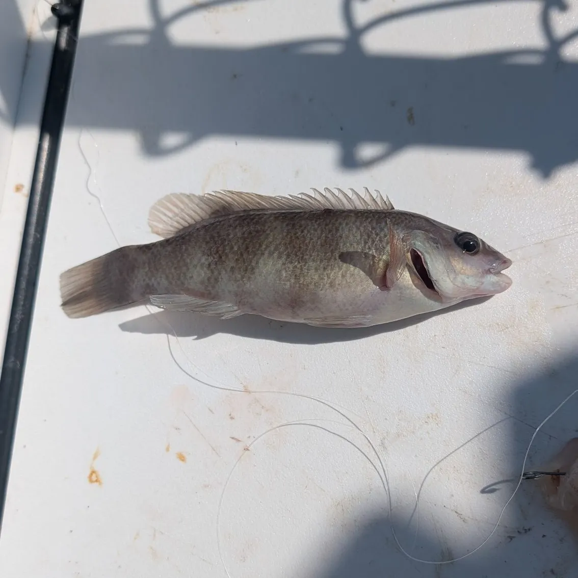 The most recent Cunner catches on Fishbrain