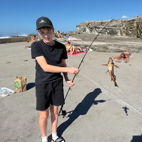 The most recent Brown rockfish catches on Fishbrain