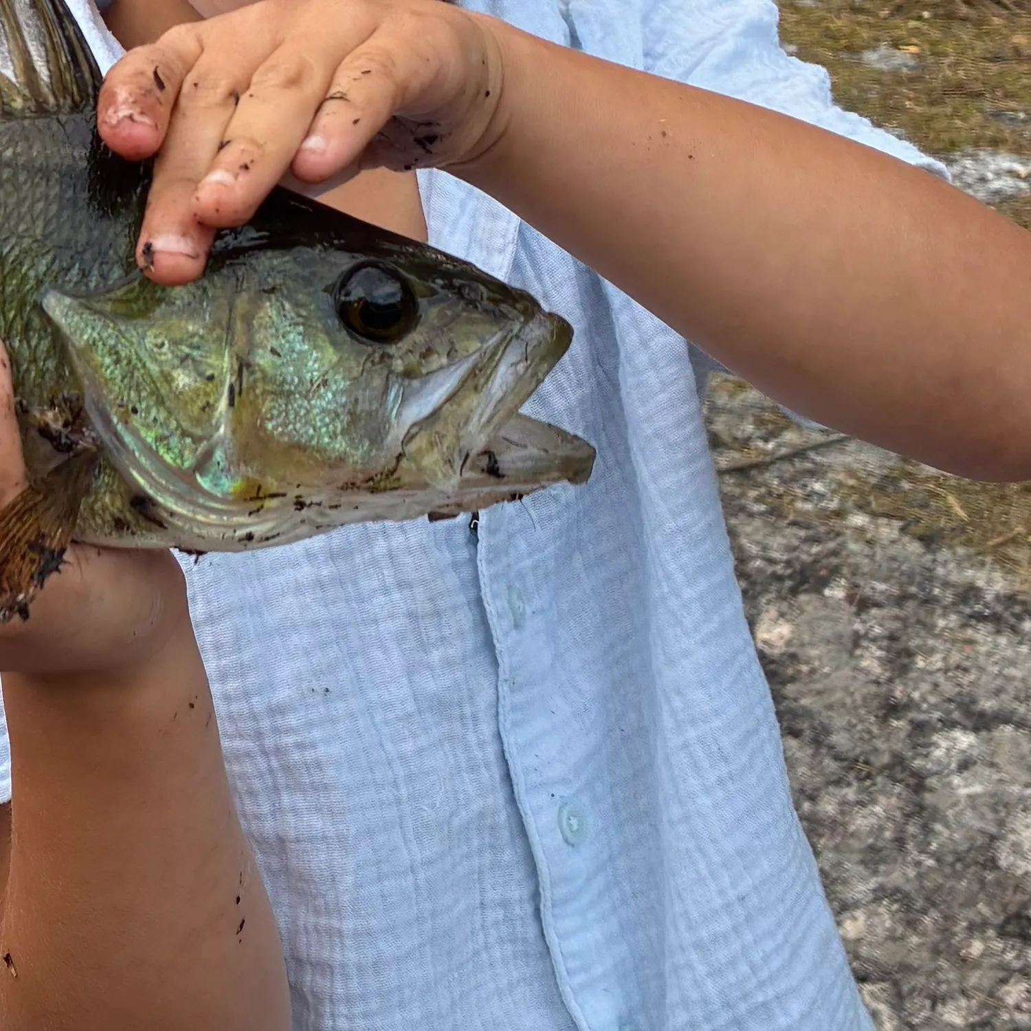 European perch caught on Fishbrain