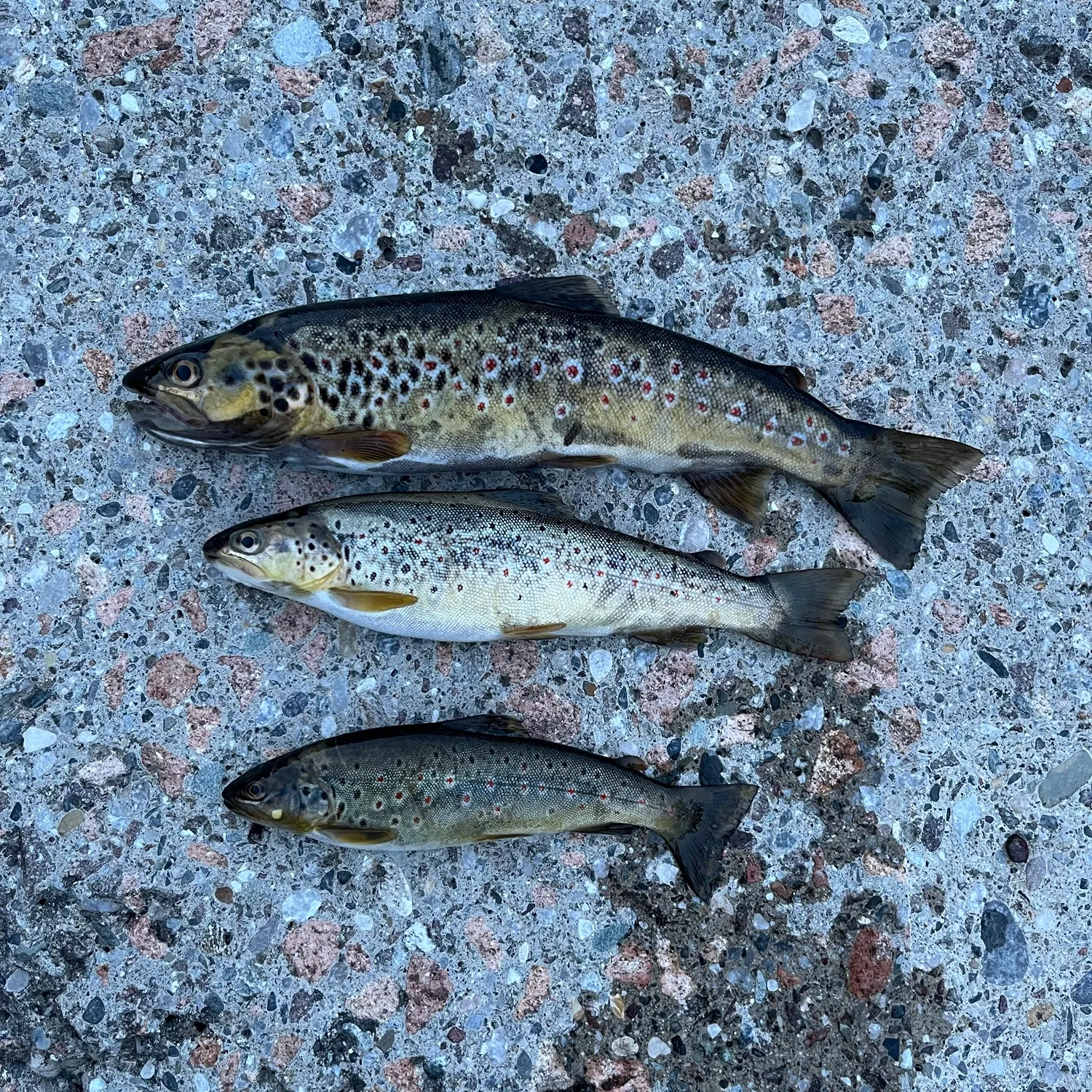 Fish caught on Fishbrain