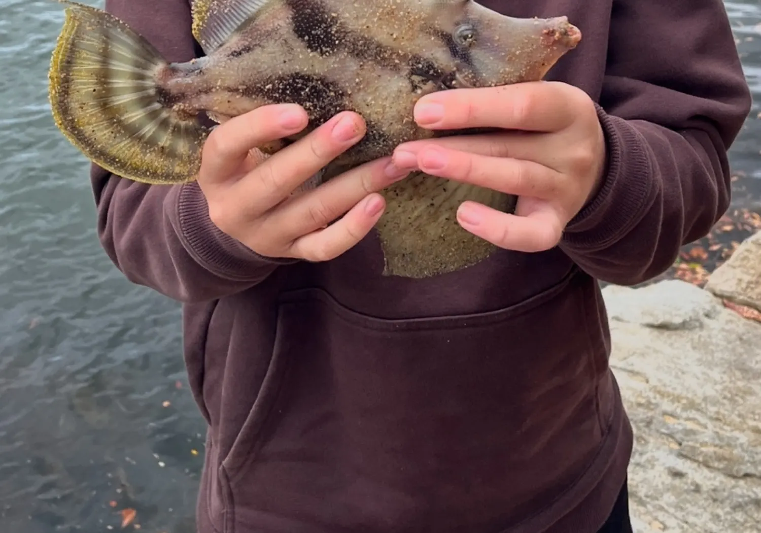 Fan-bellied leatherjacket