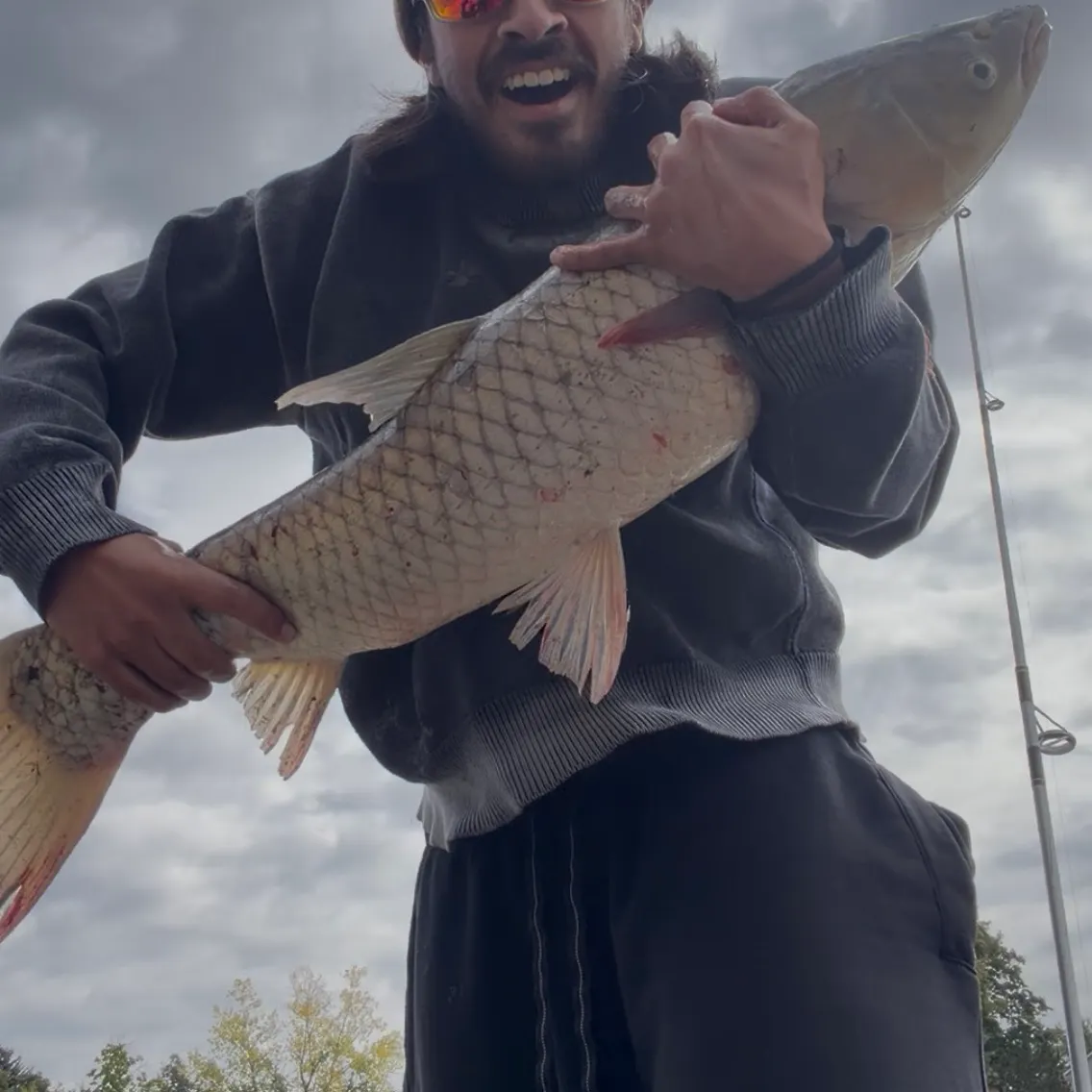 Grass carp caught on Fishbrain