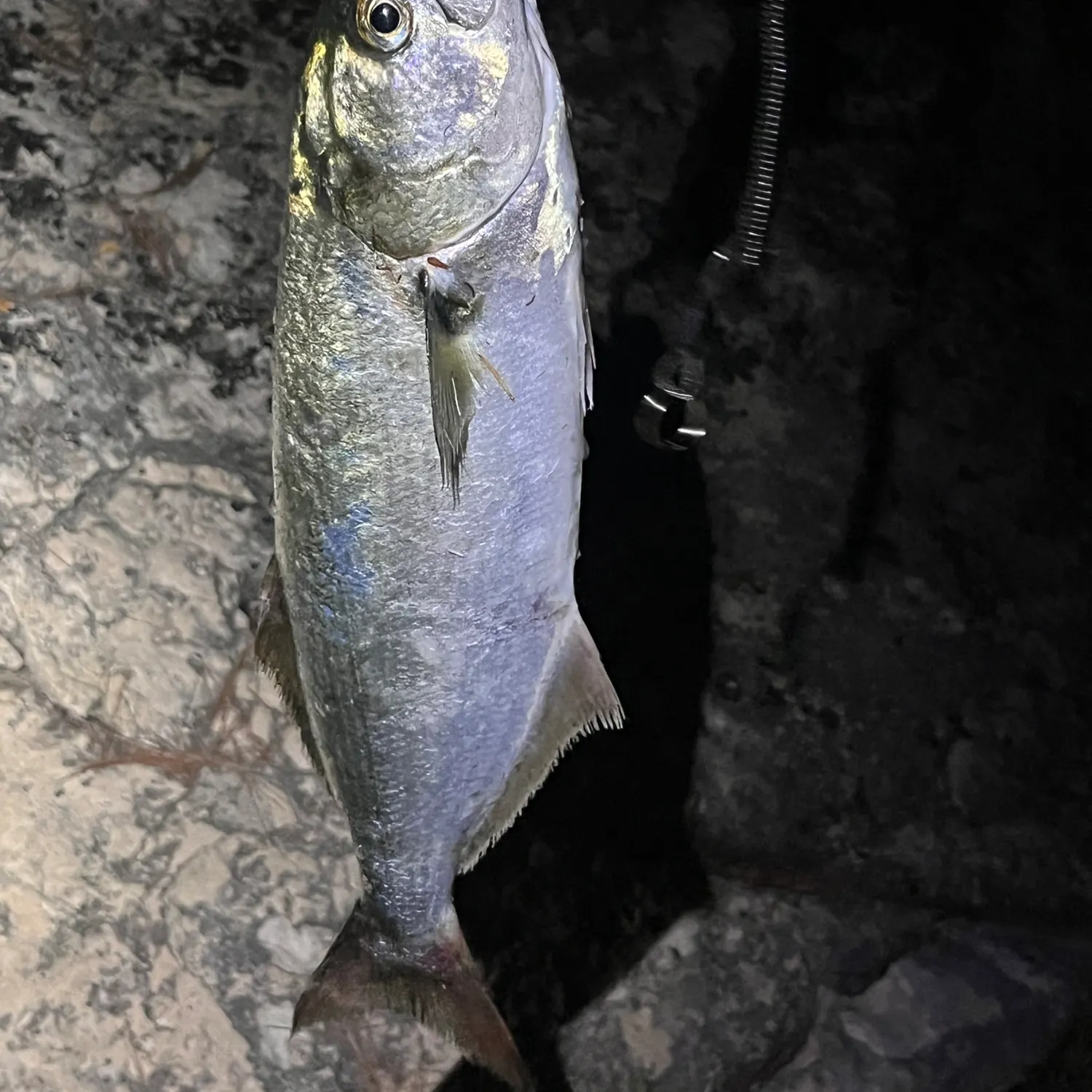 The most recent Leerfish catches on Fishbrain