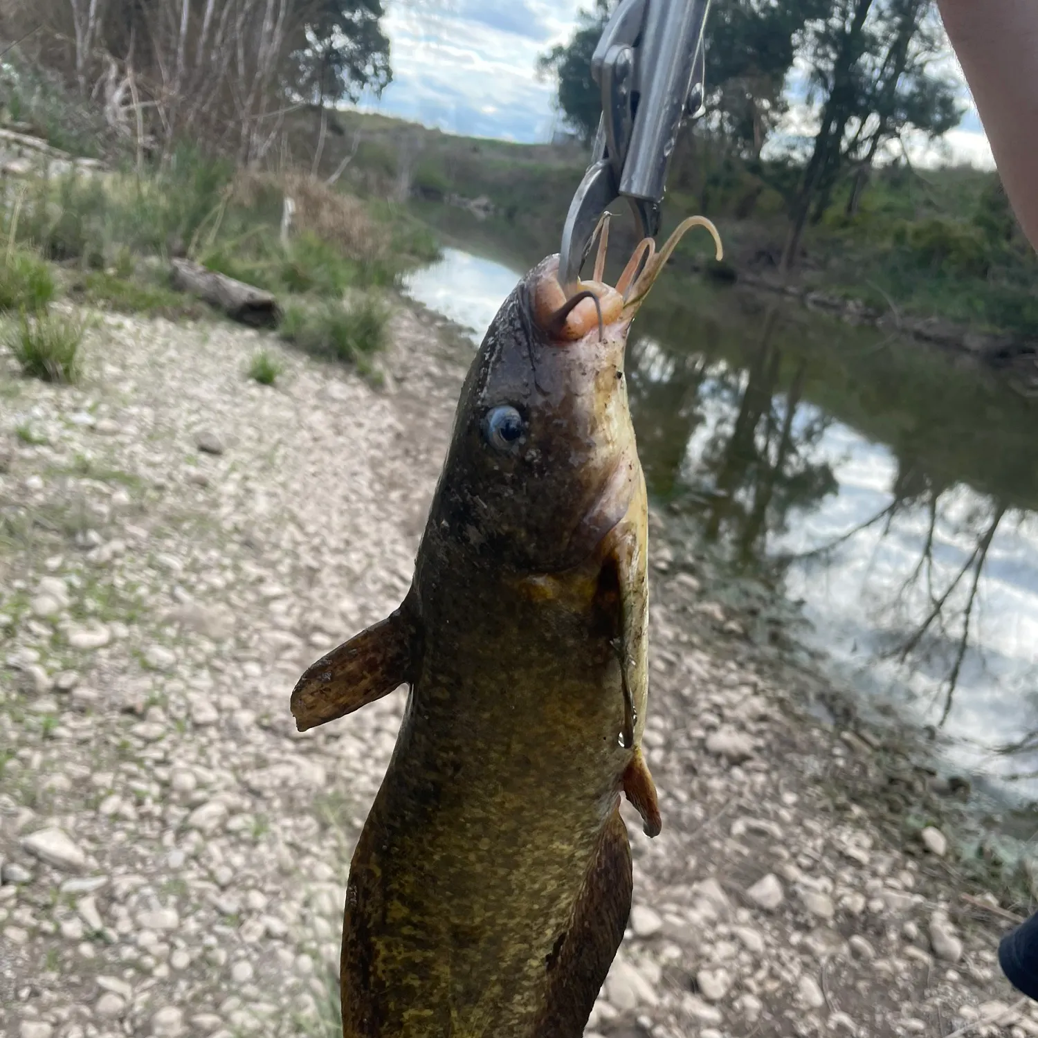 The most recent Dewfish catches on Fishbrain