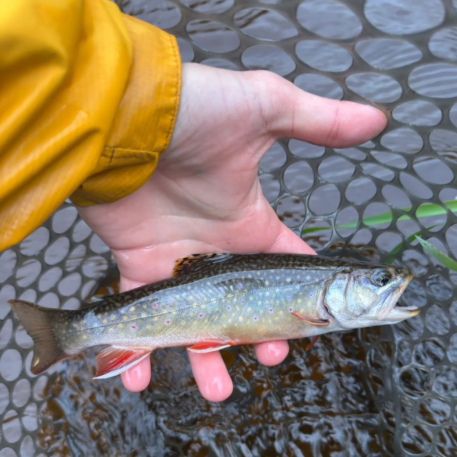 Brook trout caught on Fishbrain