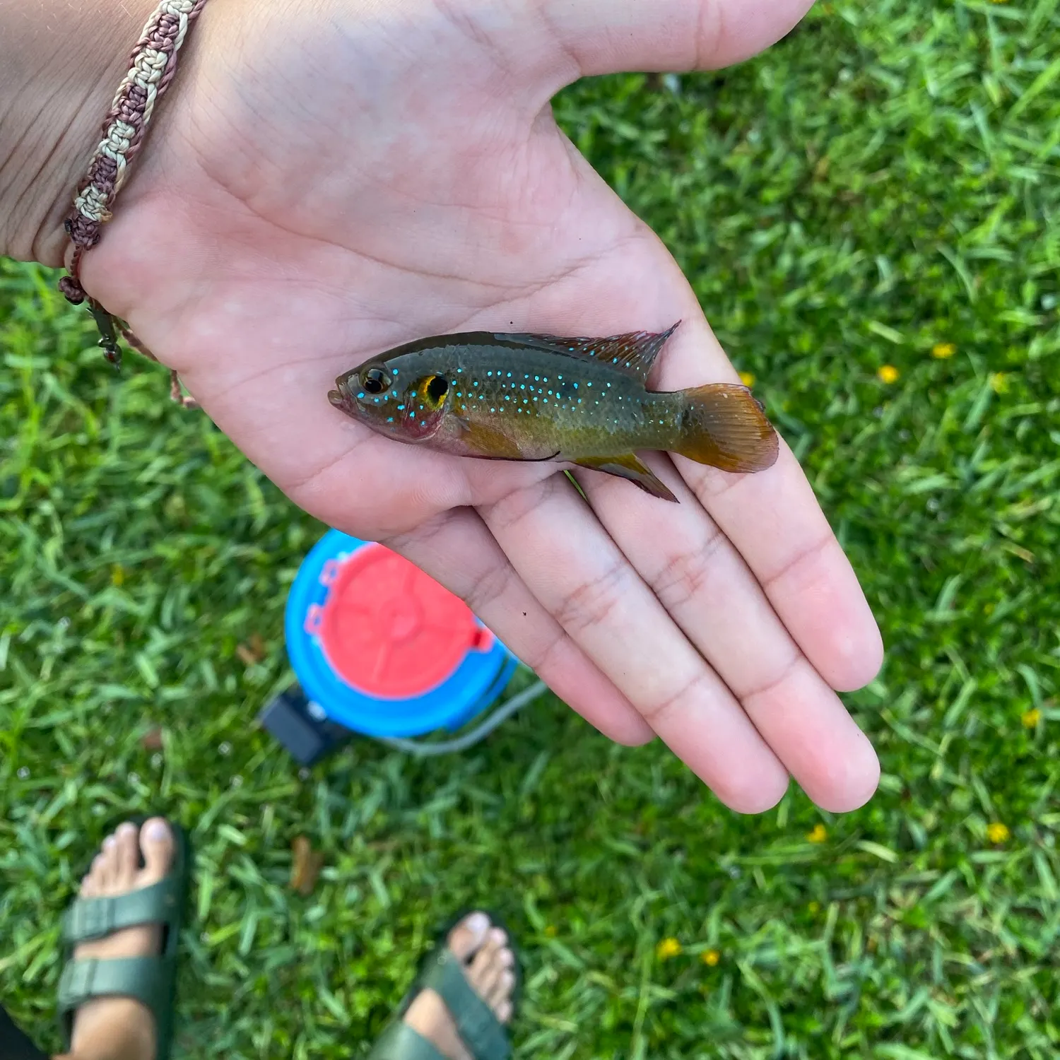 The most recent African Jewelfish catches on Fishbrain