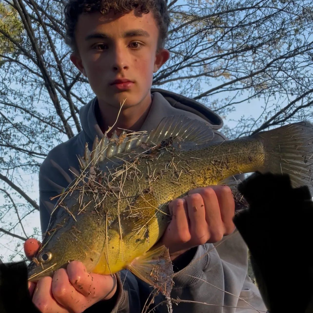 Golden perch caught on Fishbrain