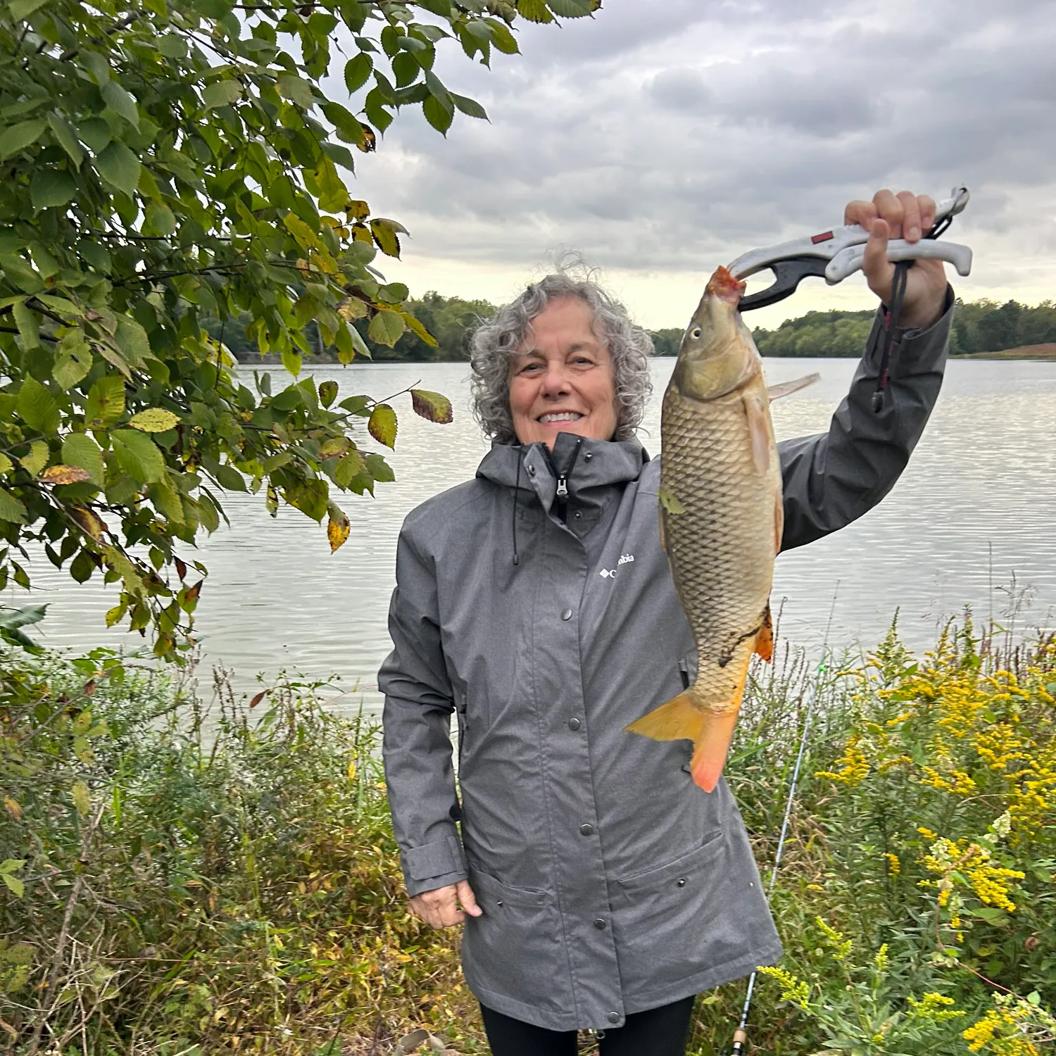 Common carp caught on Fishbrain