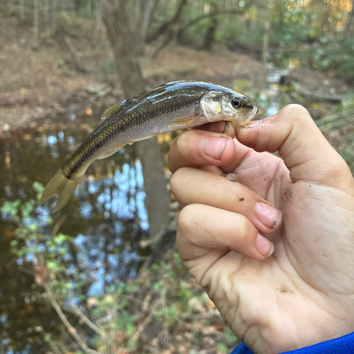 Creek chub caught on Fishbrain