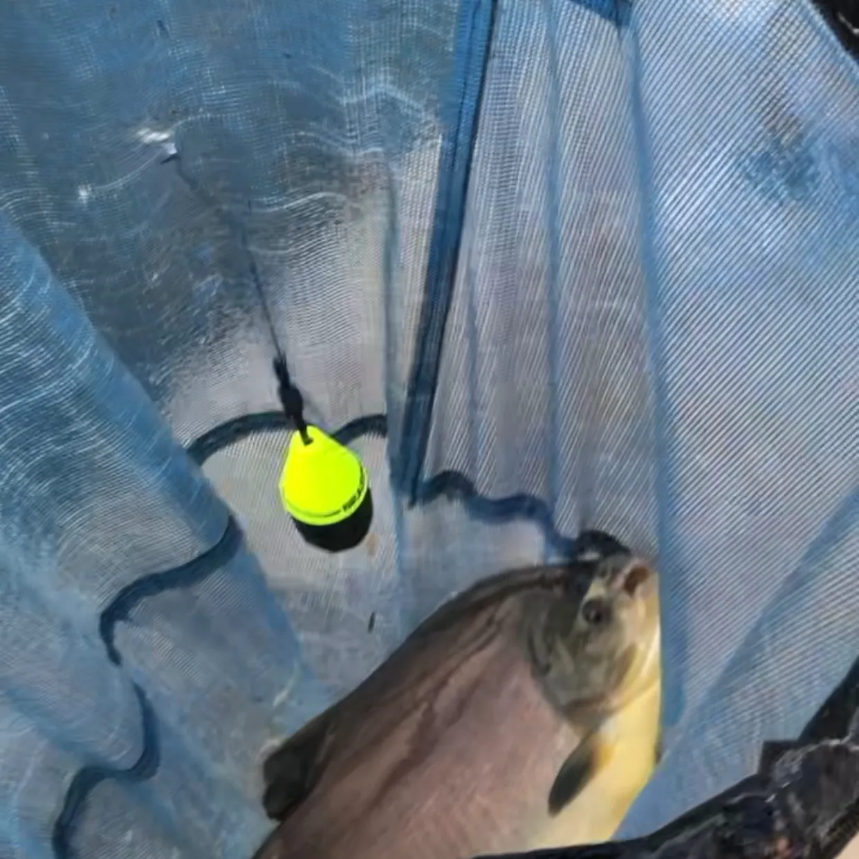 The most recent Black pacu catches on Fishbrain